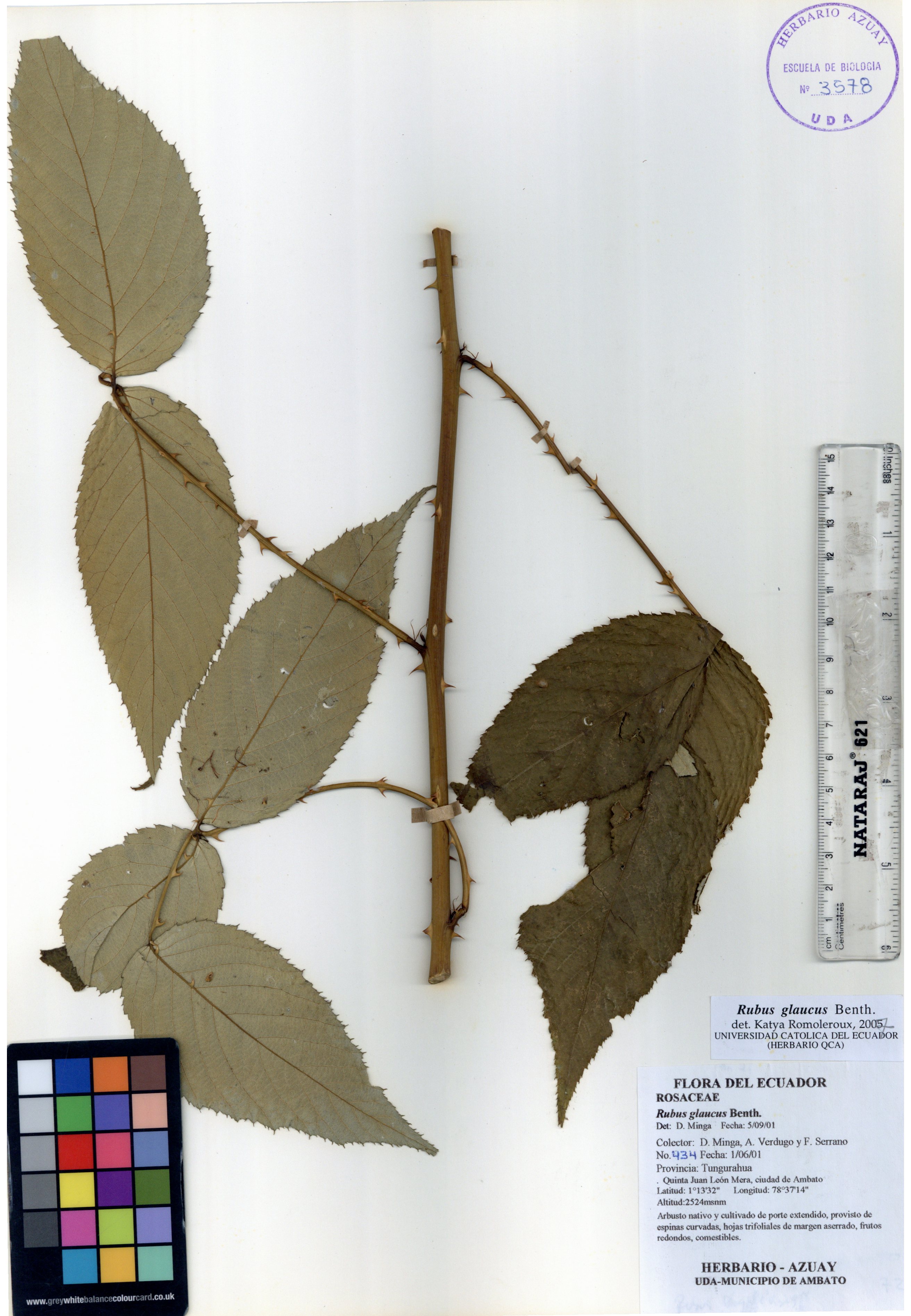 Rubus glaucus Benth.