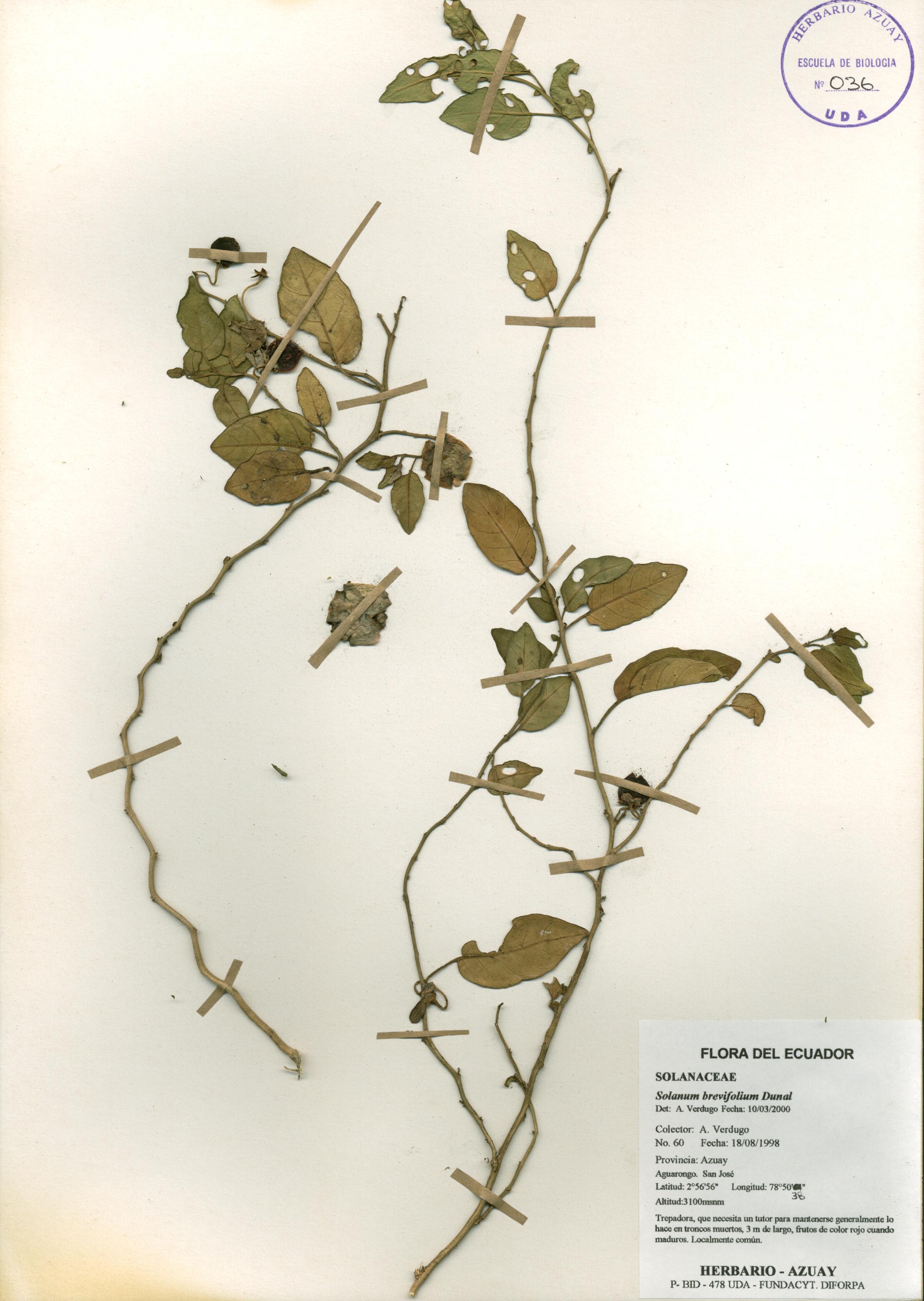 Solanum brevifolium Dunal