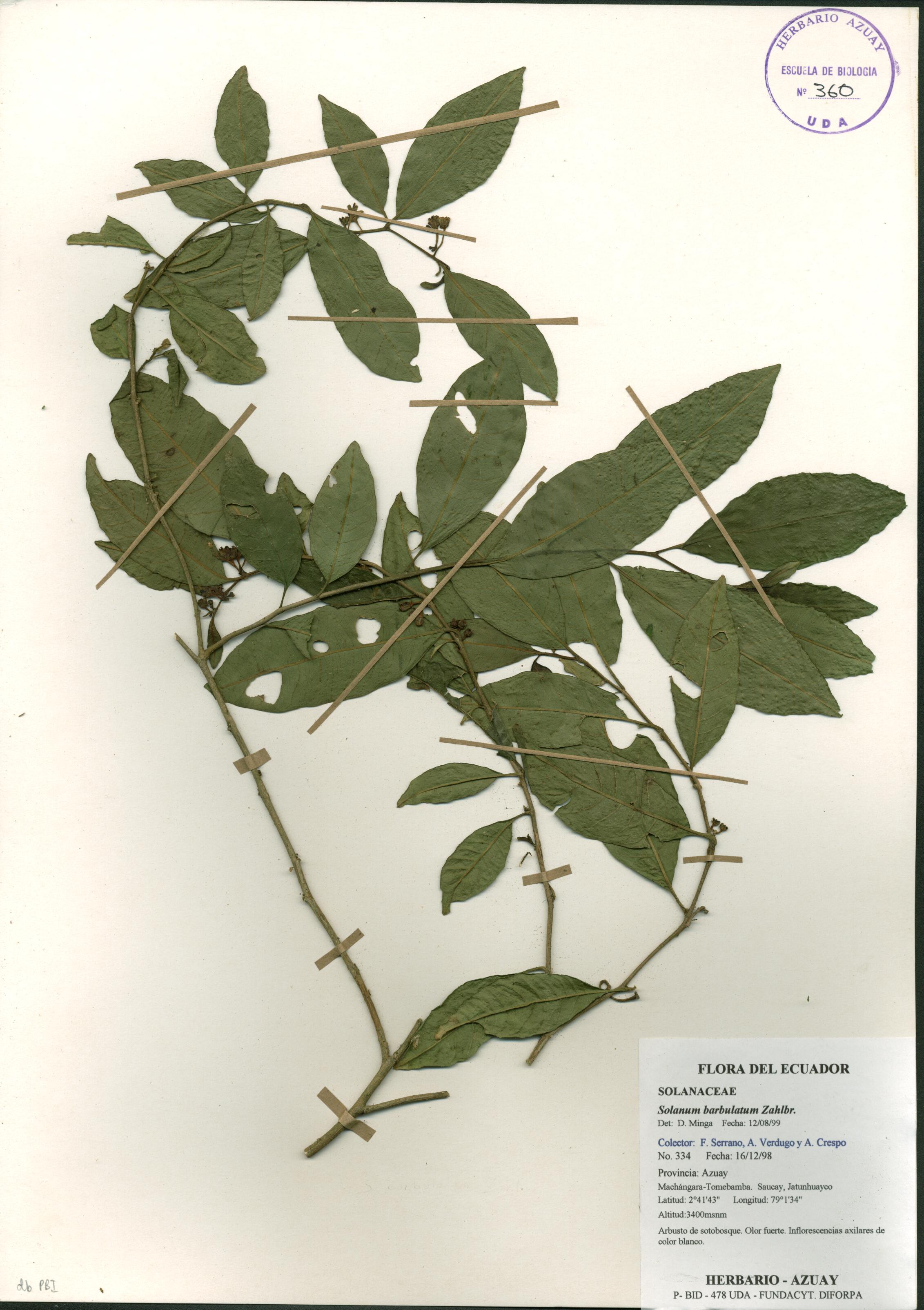 Solanum barbulatum Zahlbr.