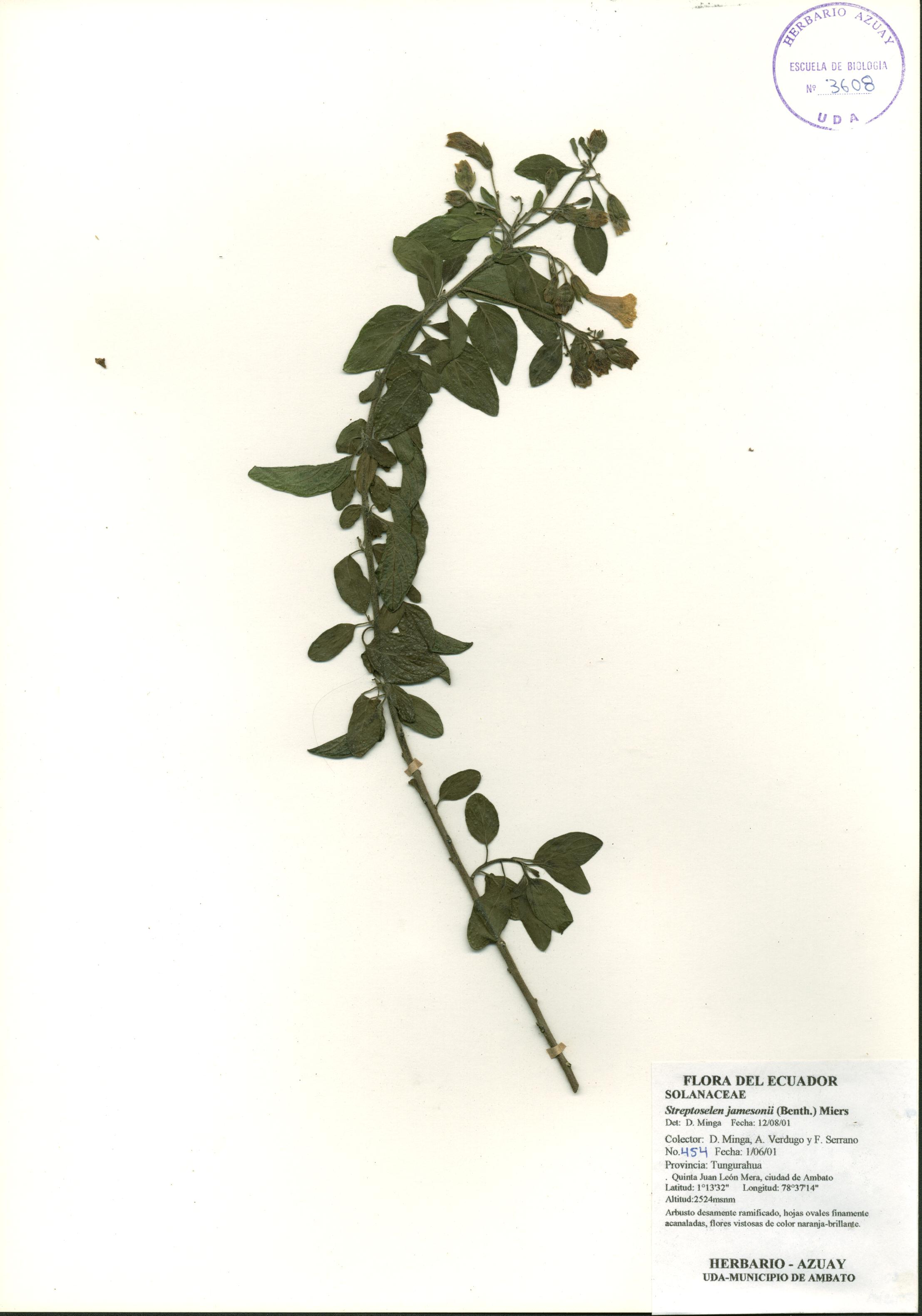 Streptosolen jamesonii (Benth.) Miers