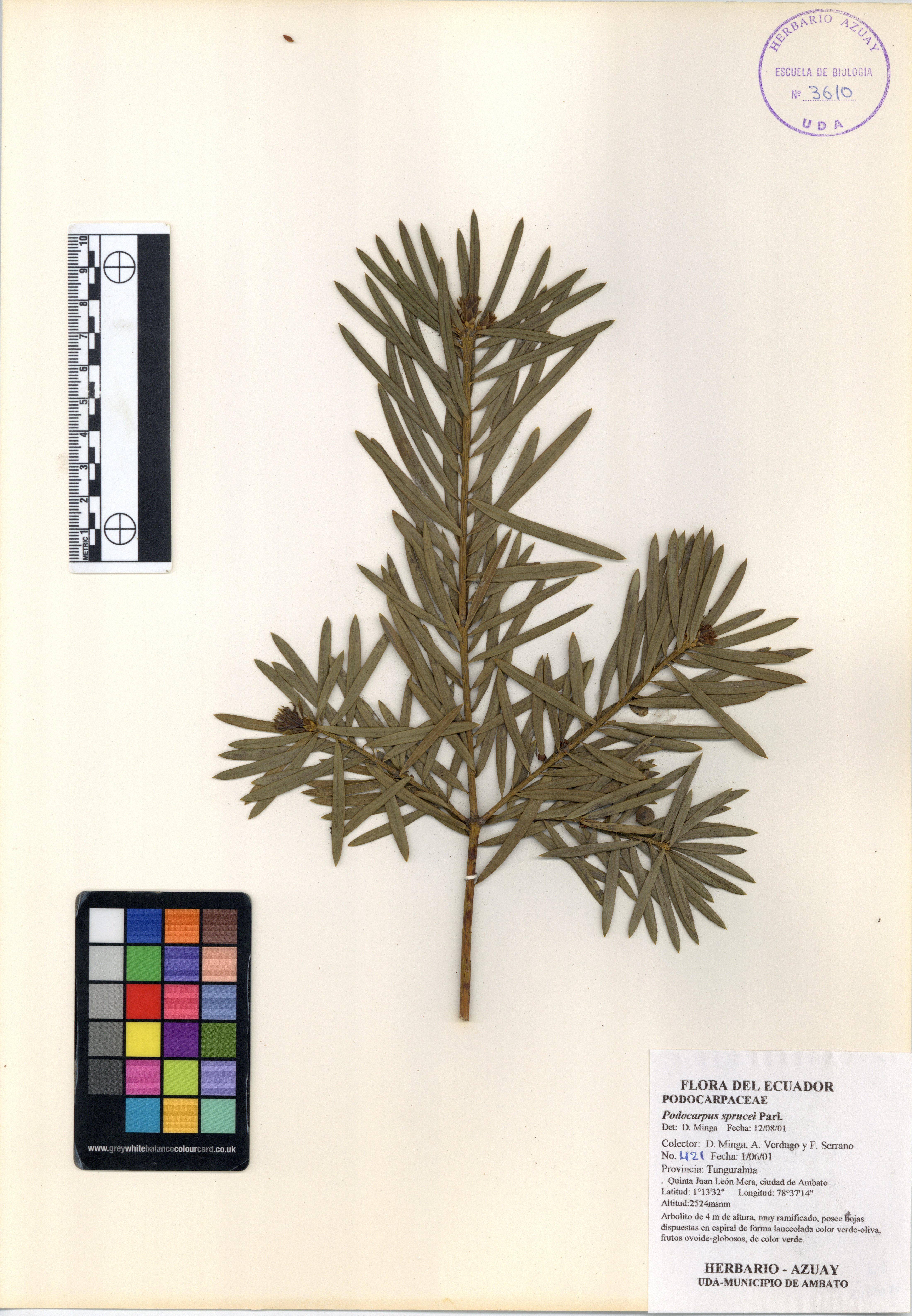 Podocarpus sprucei Parl.