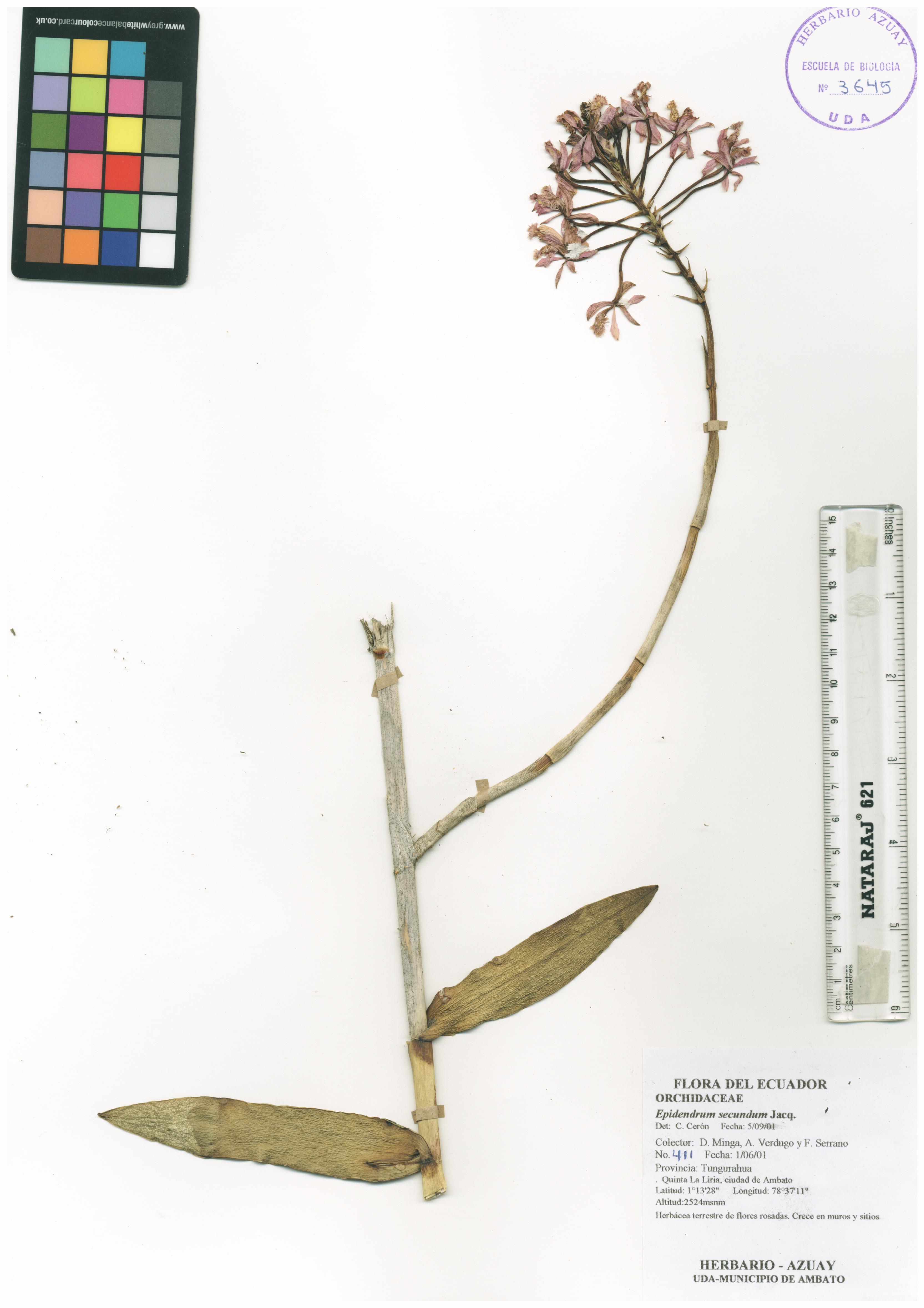 Epidendrum secundum Jacq.