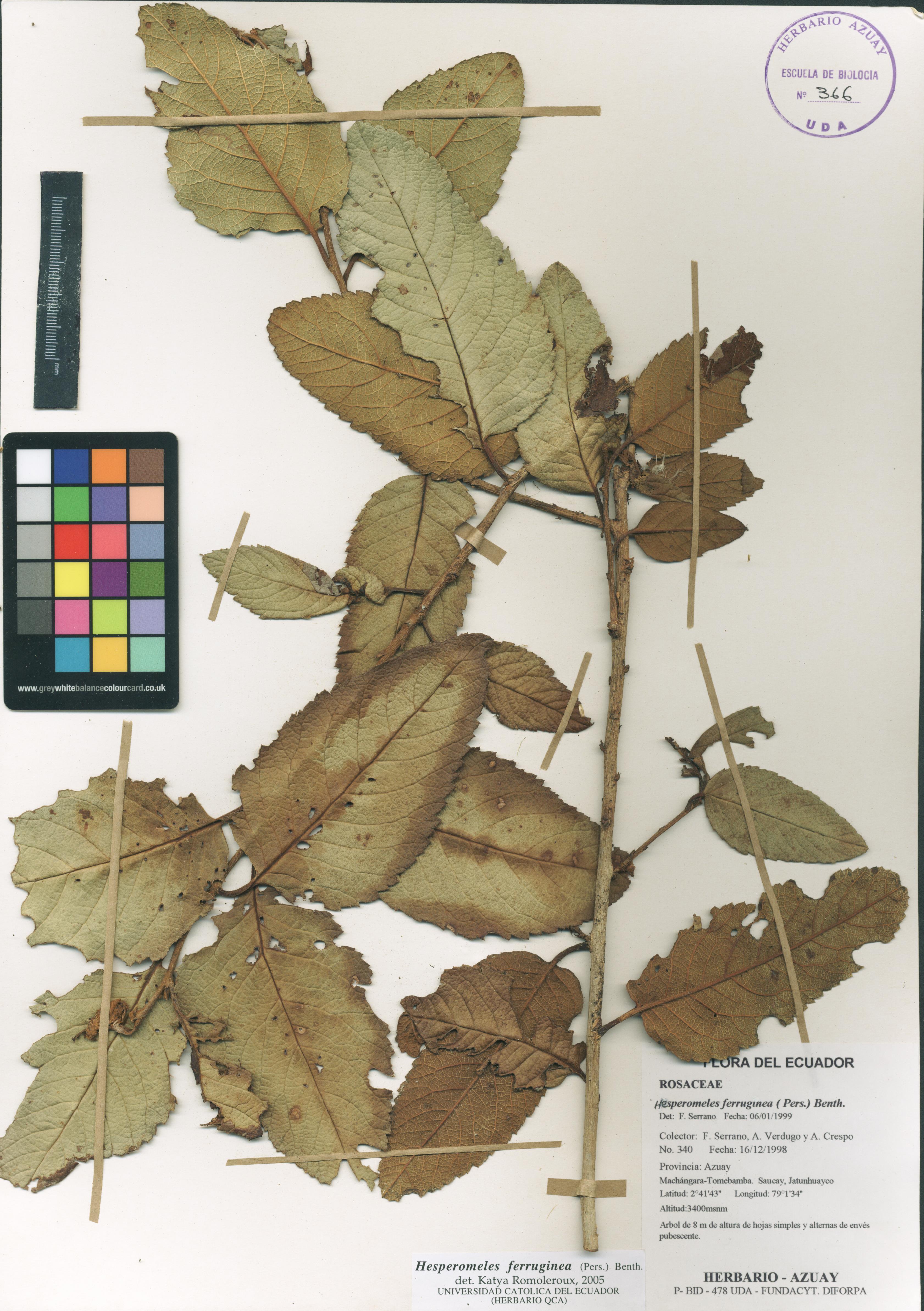 Hesperomeles ferruginea ( Pers.) Benth.