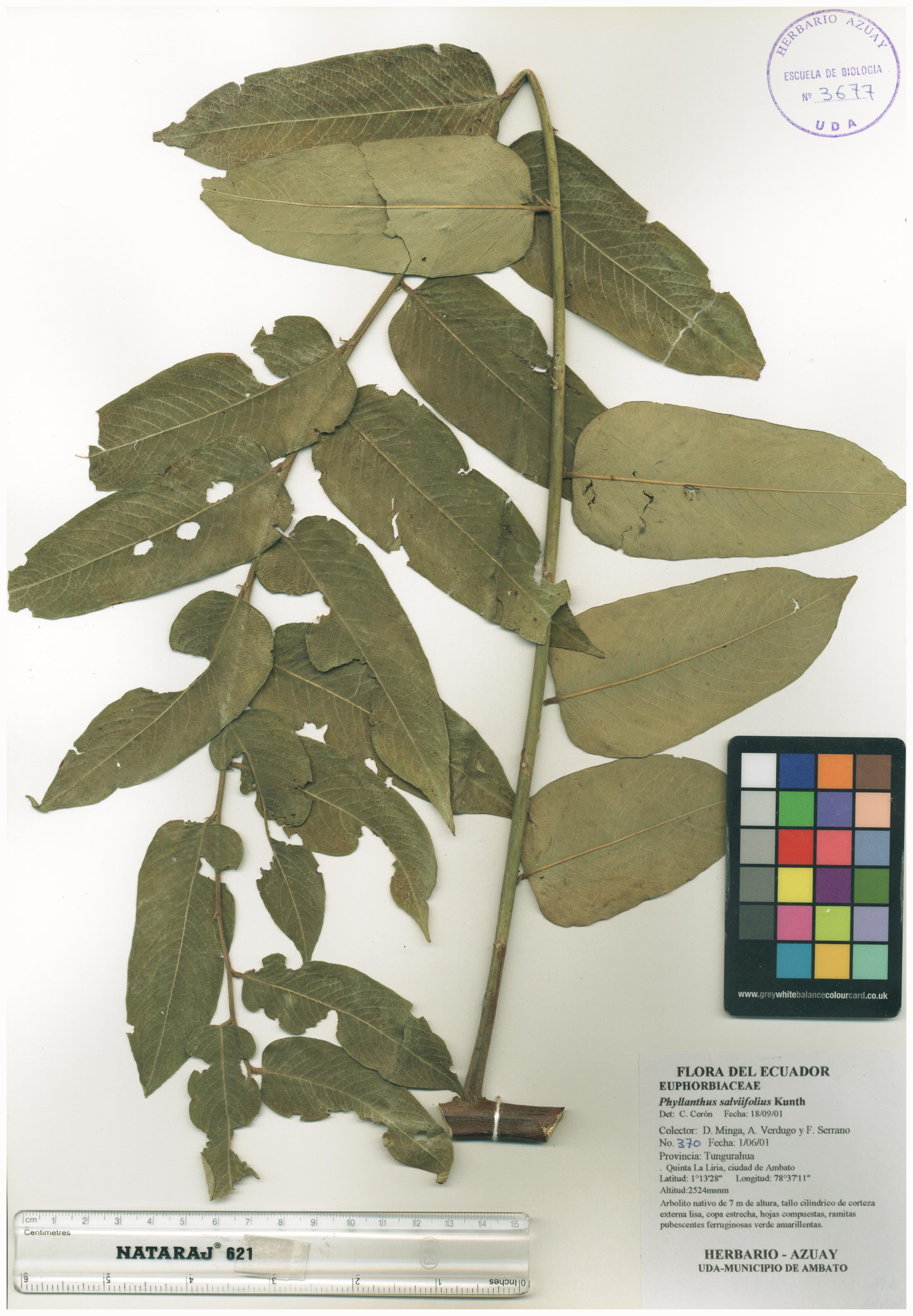 Phyllanthus salviifolius Kunth