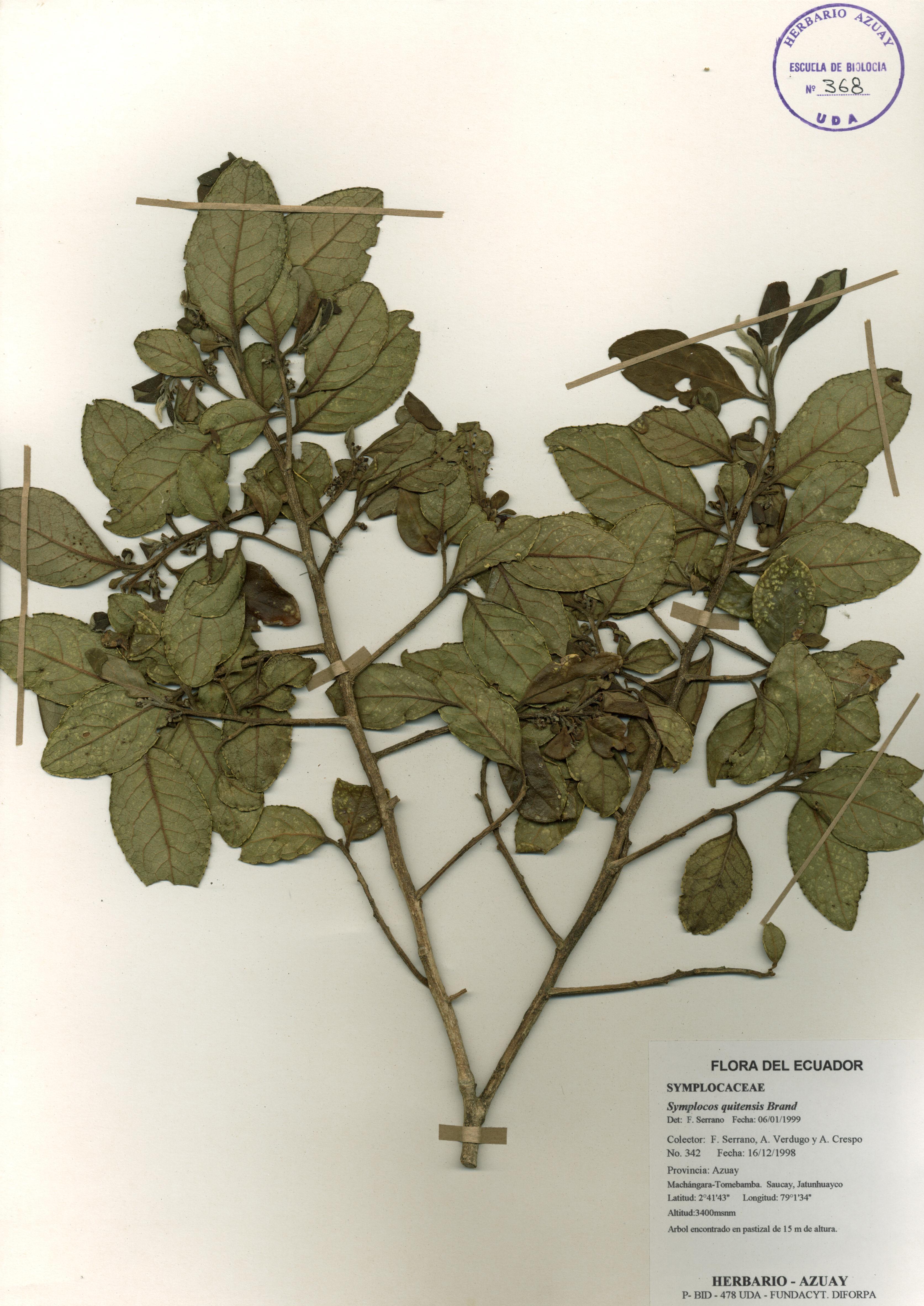 Symplocos quitensis Brand