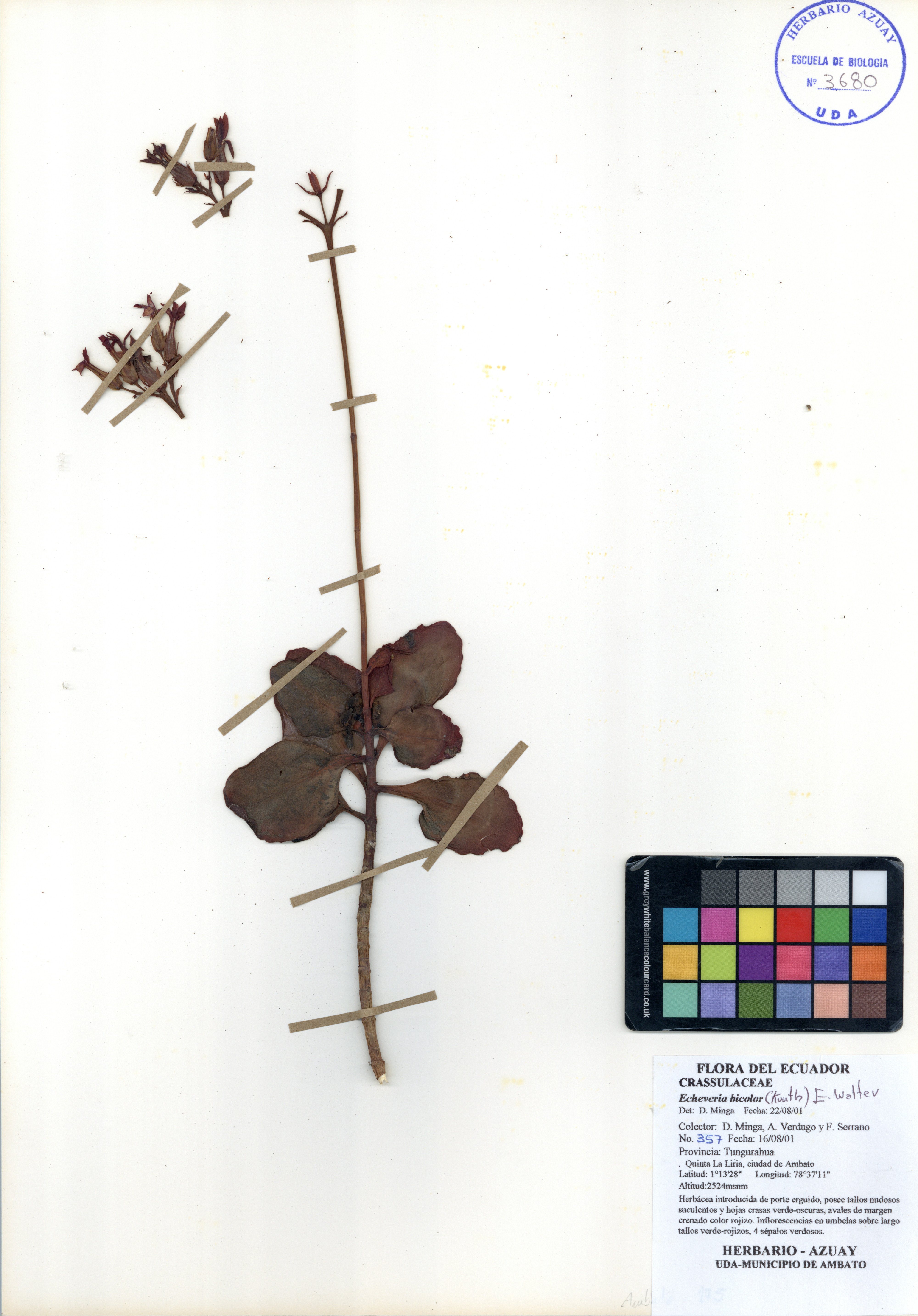 Echeveria bicolor (Kunth) E. Walter