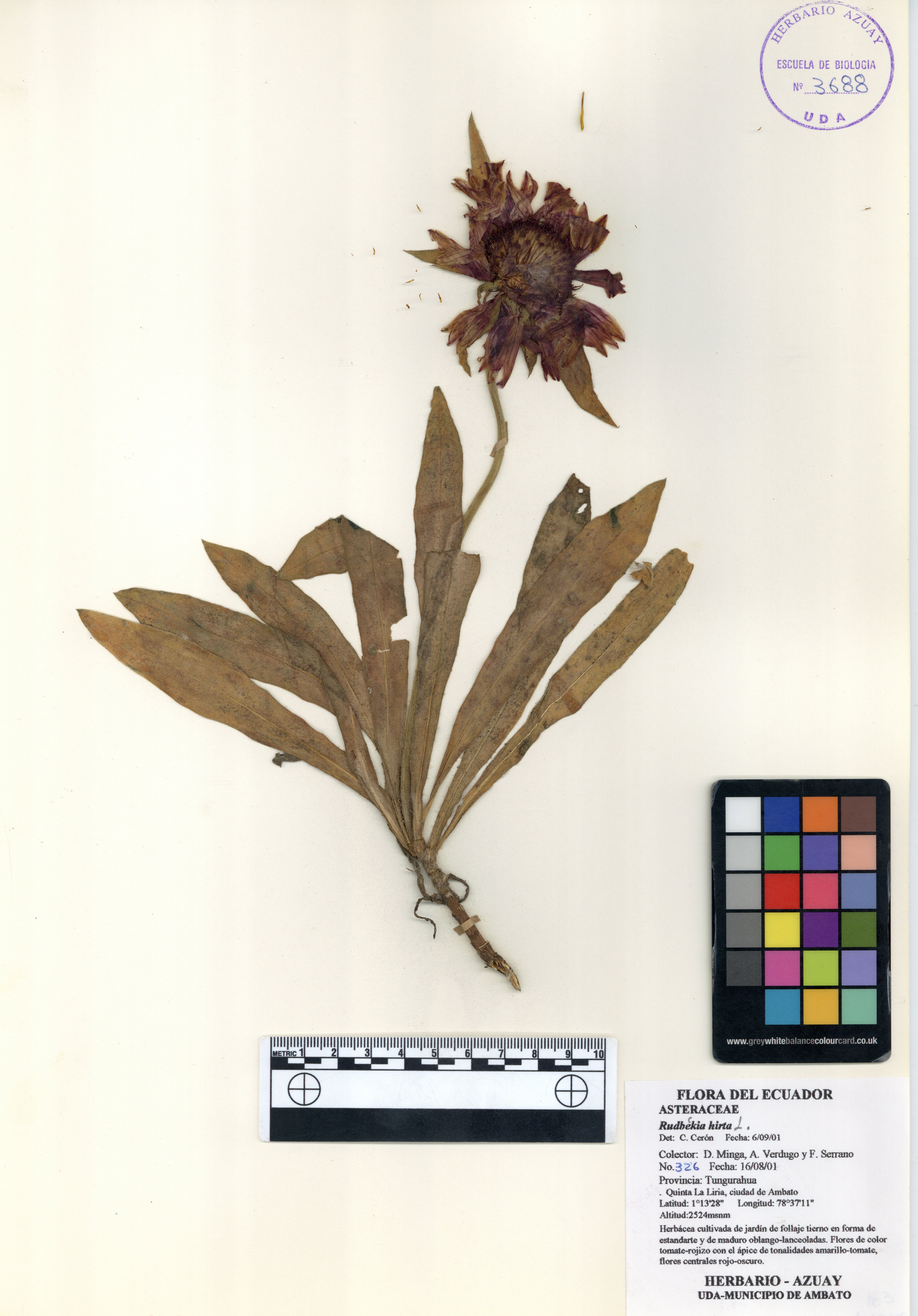 Rudbeckia hirta L.