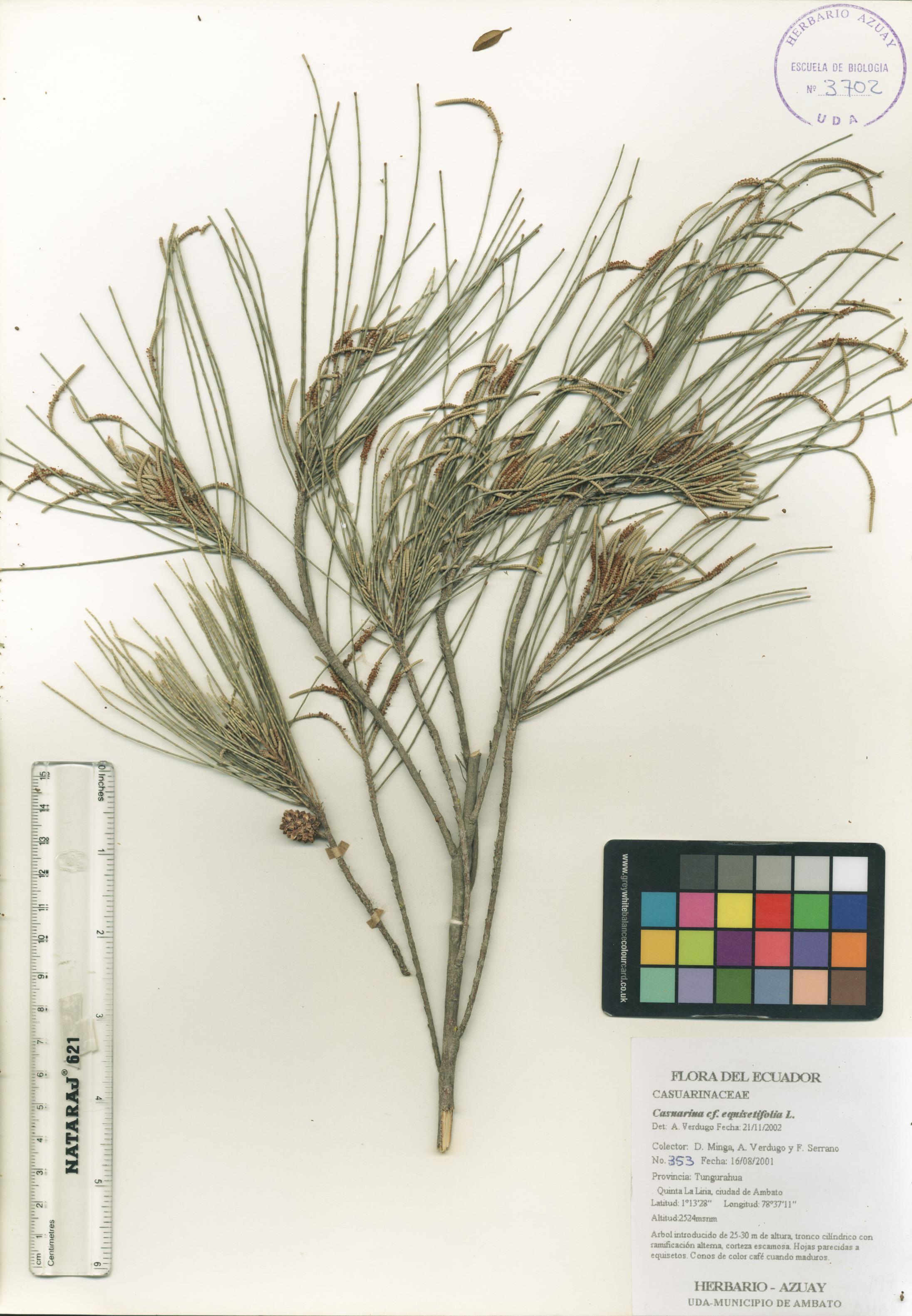 Casuarina equisetifolia L.
