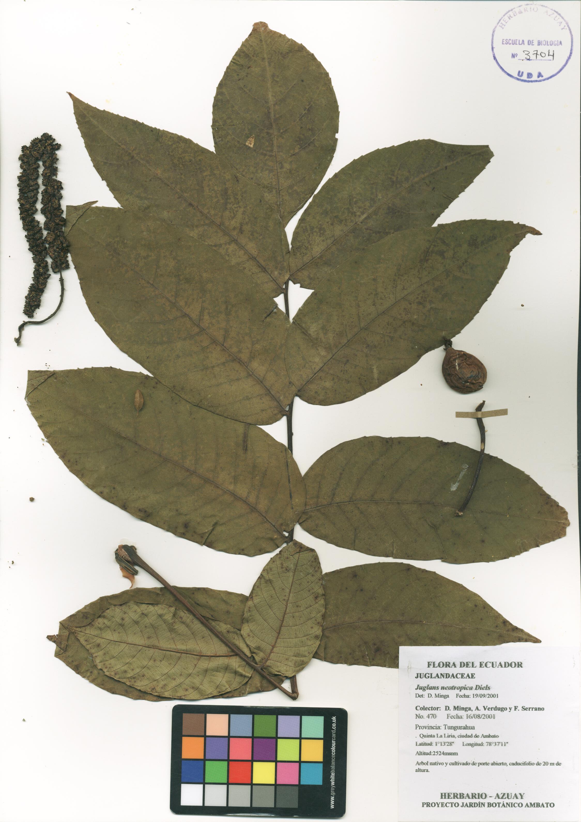 Juglans neotropica Diels