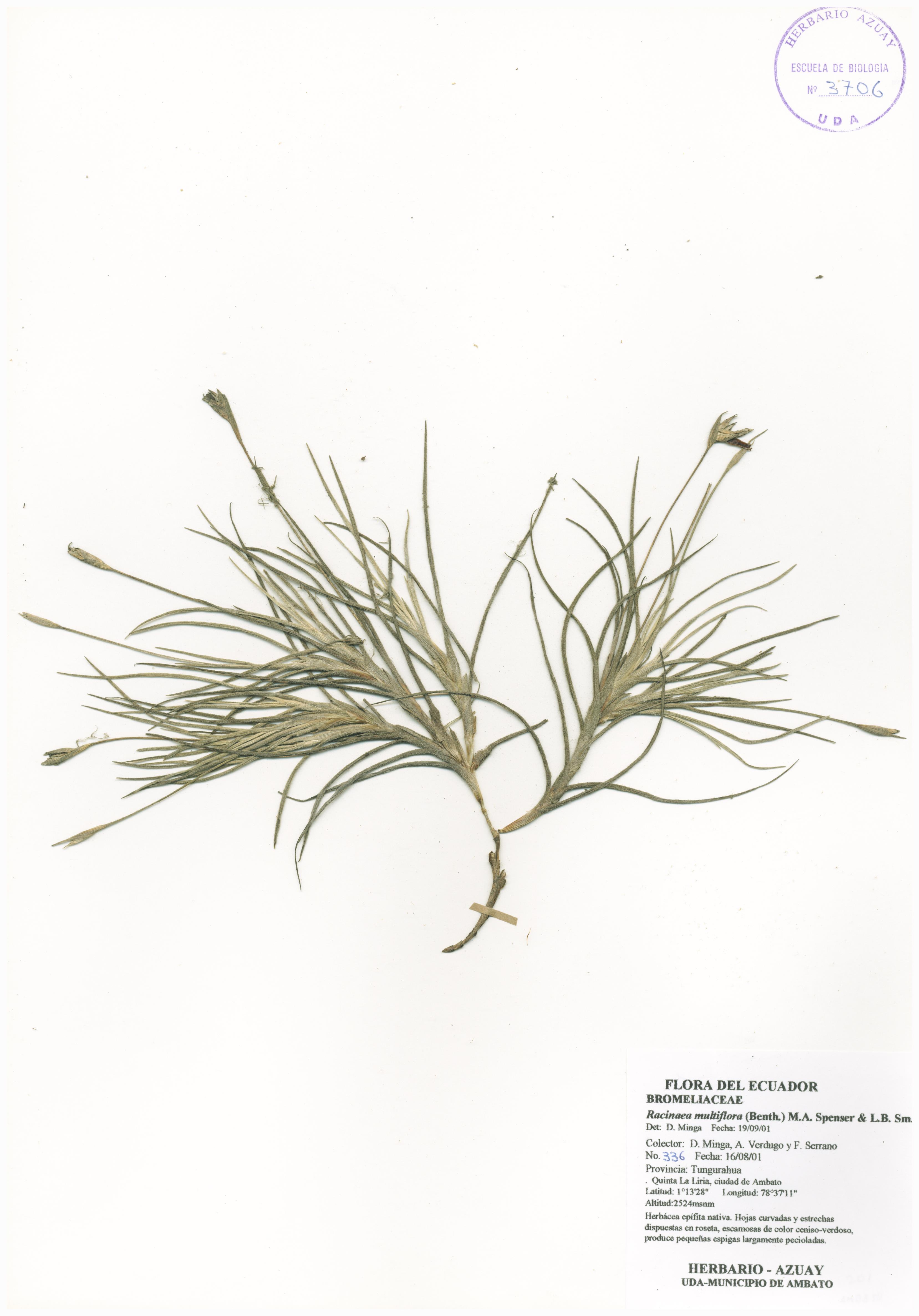 Racinaea multiflora (Benth.) M.A. Spencer & L.B. Sm.