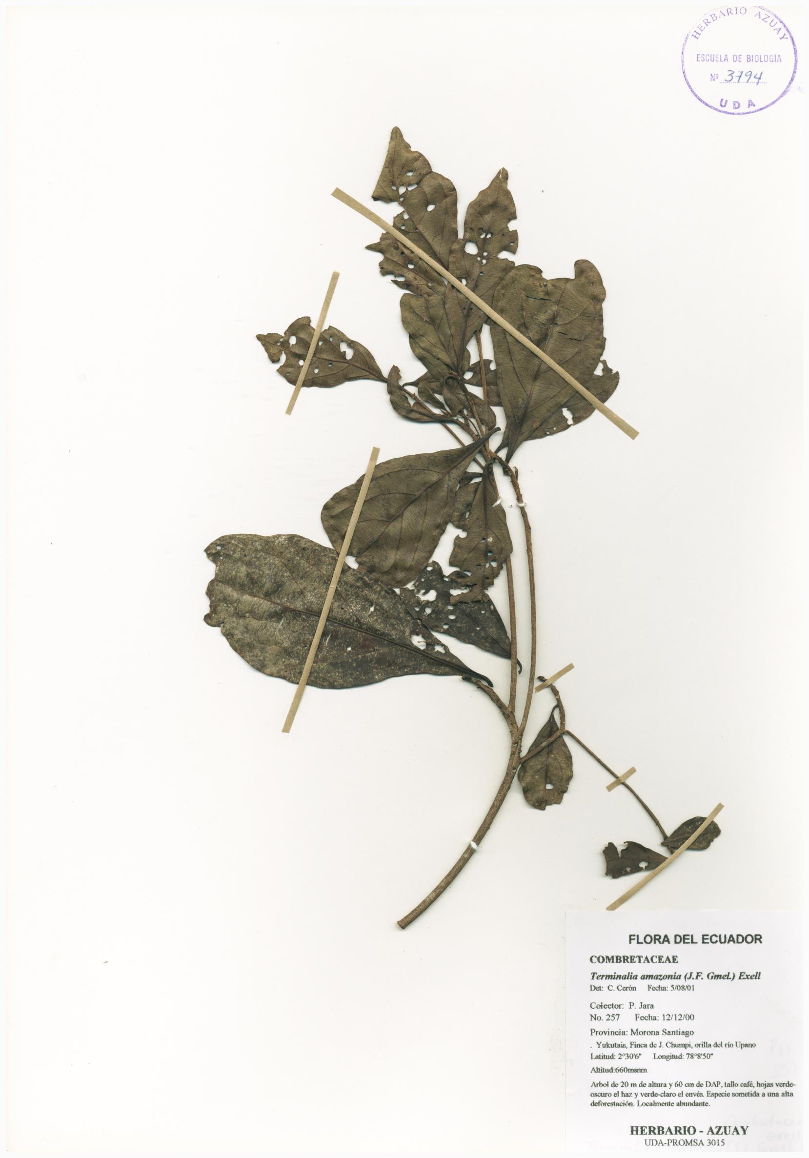 Terminalia amazonia (J.F. Gmel.) Exell