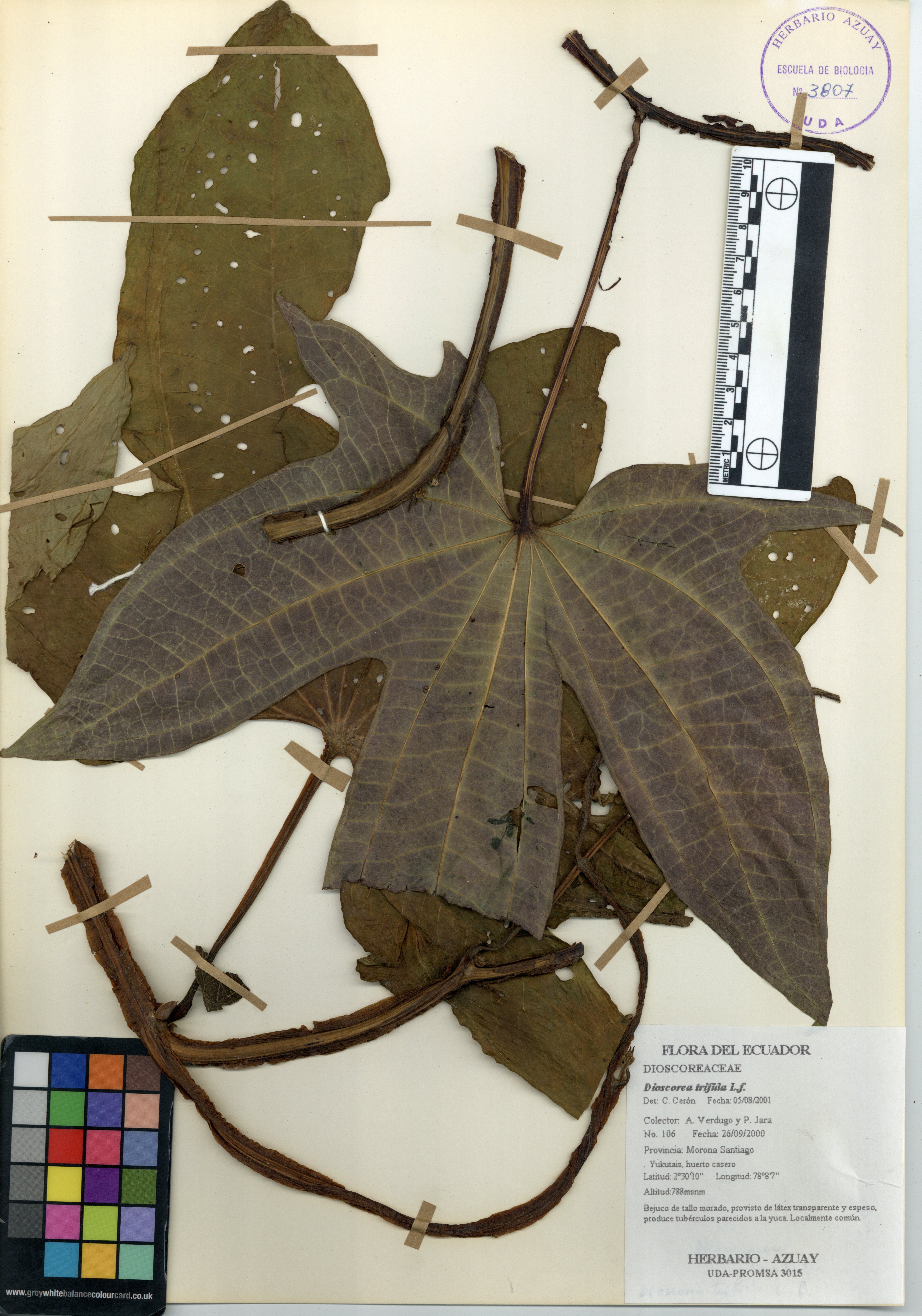 Dioscorea trifida L.f.