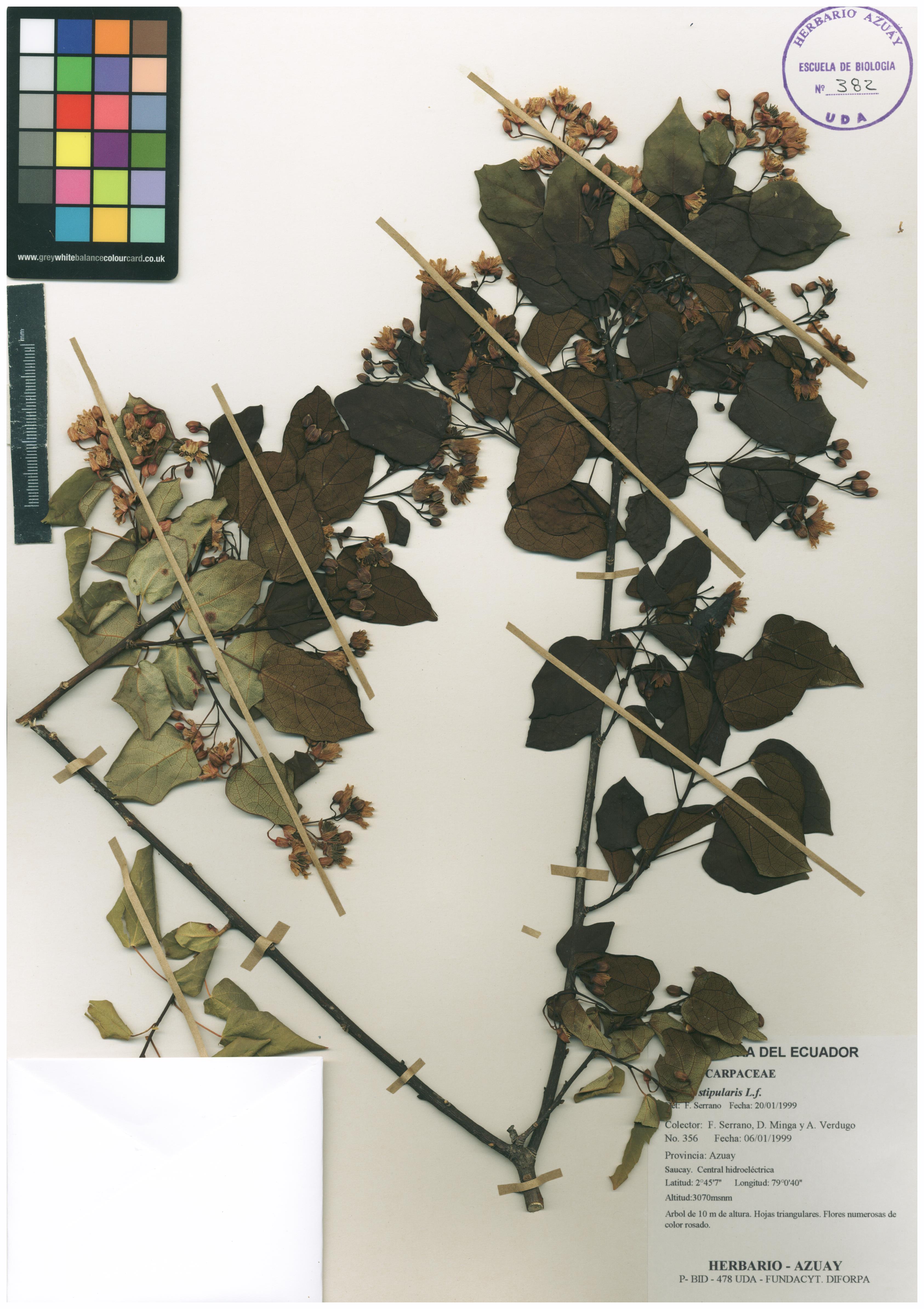Vallea stipularis L.f. | | Herbario Azuay