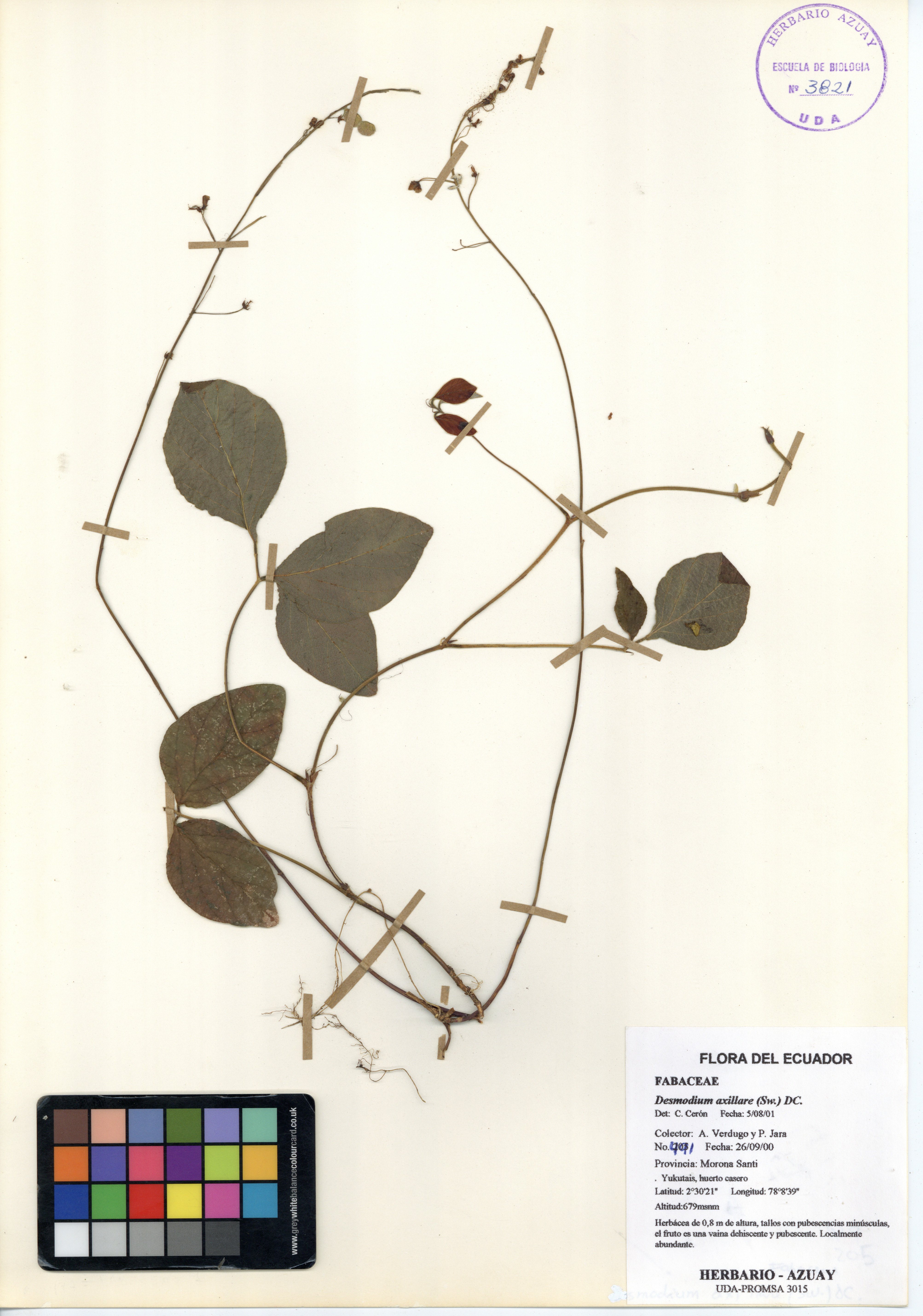 Desmodium axillare (Sw.) DC.