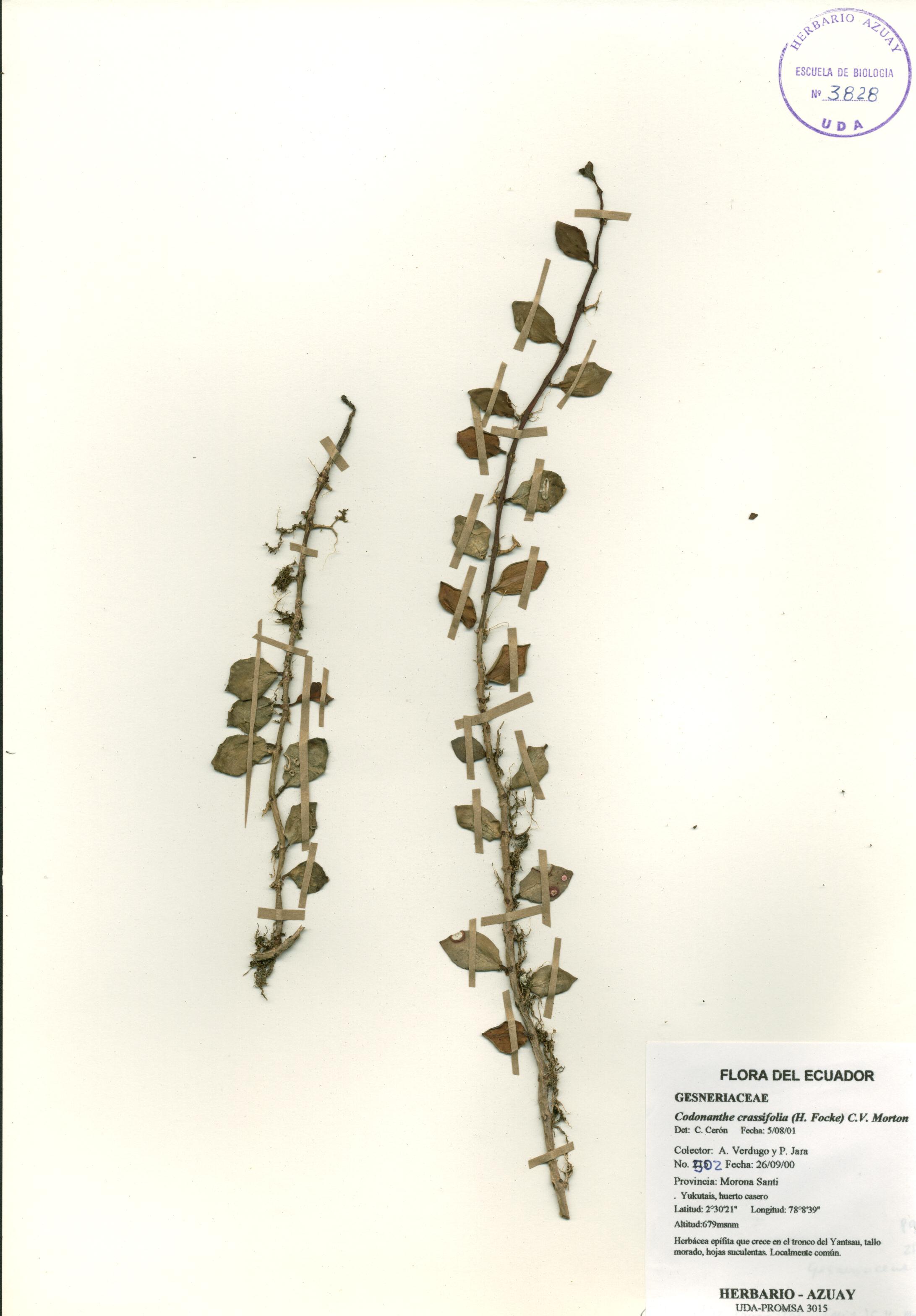 Codonanthe crassifolia (H. Focke) C.V. Morton