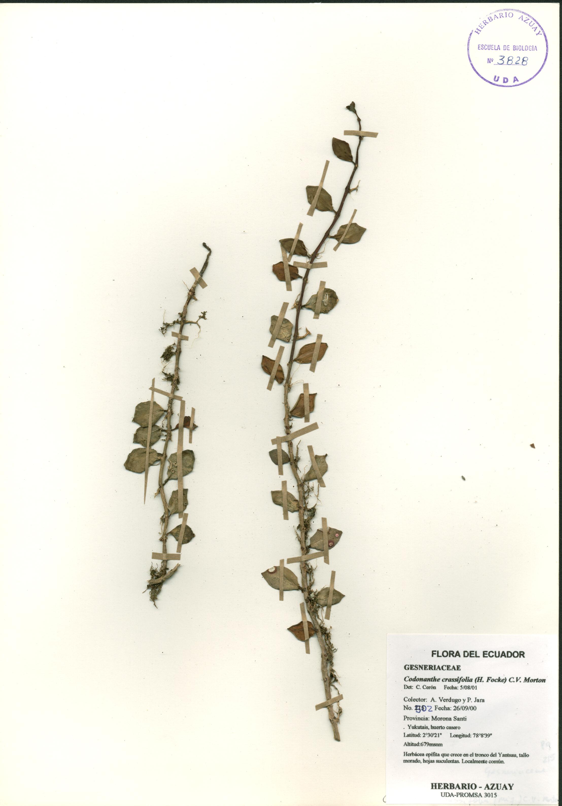 Codonanthe crassifolia (H. Focke) C.V. Morton