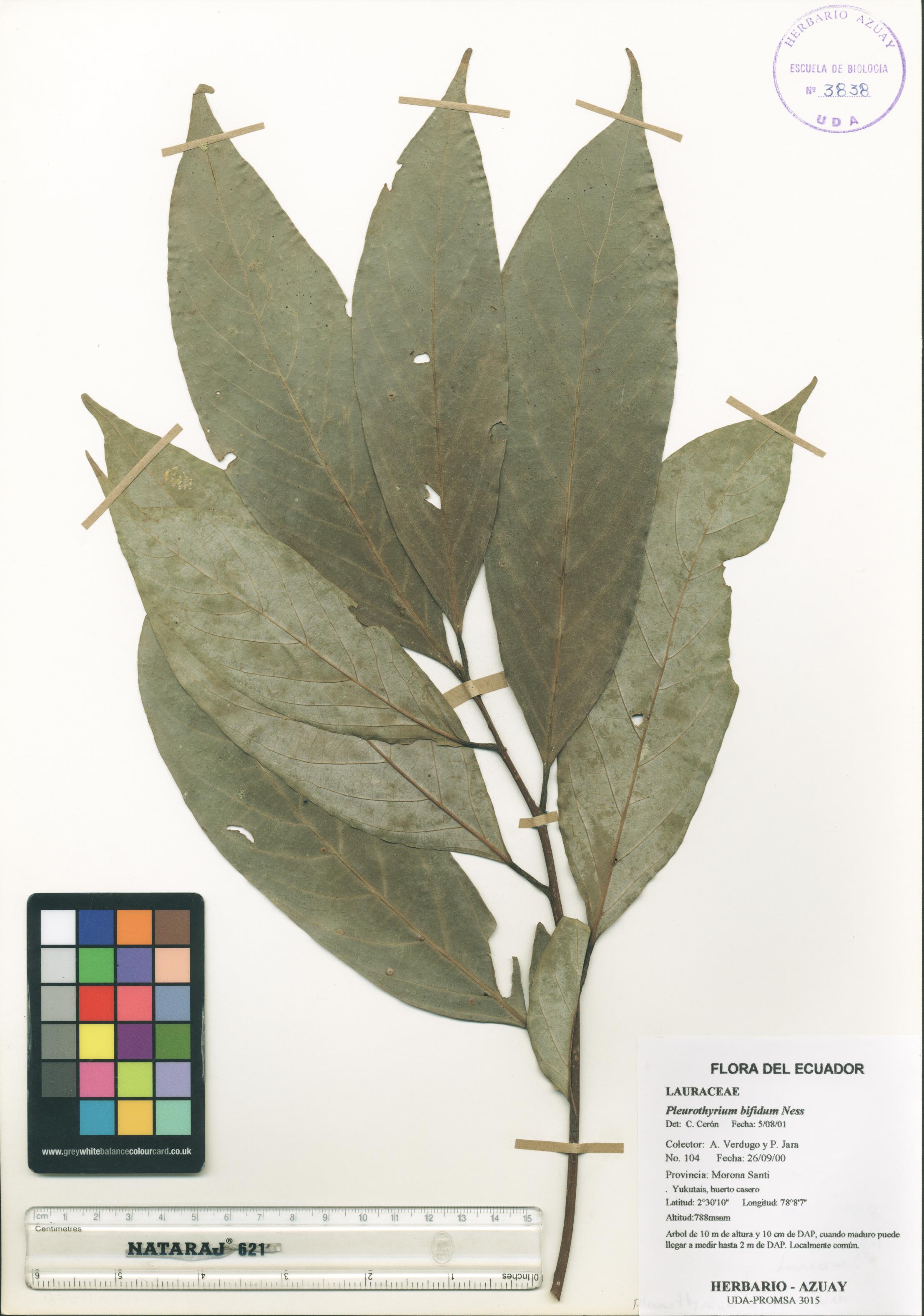 Pleurothyrium bifidum Ness