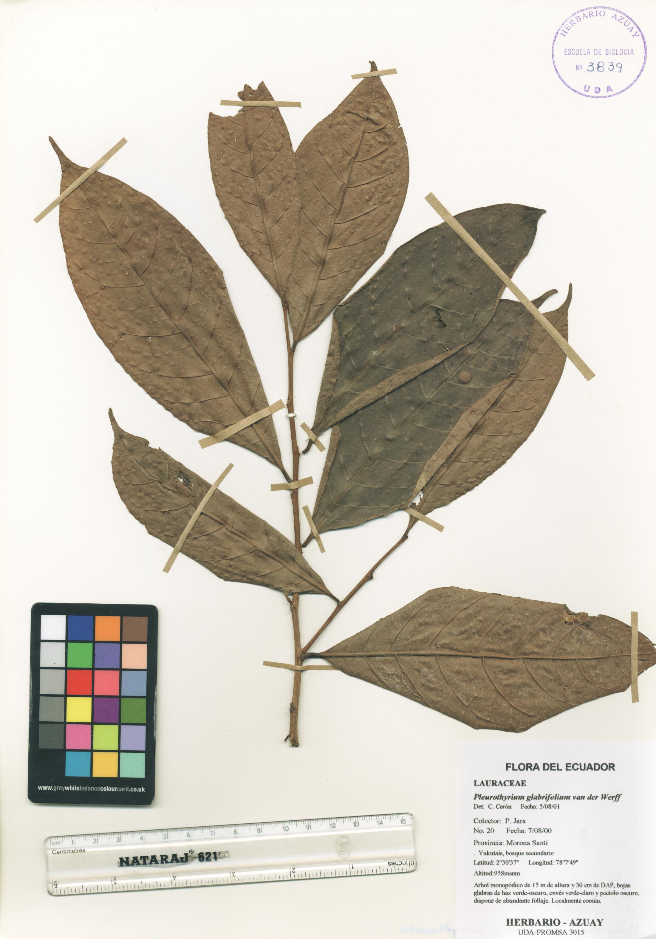 Pleurothyrium glabrifolium van der Werff
