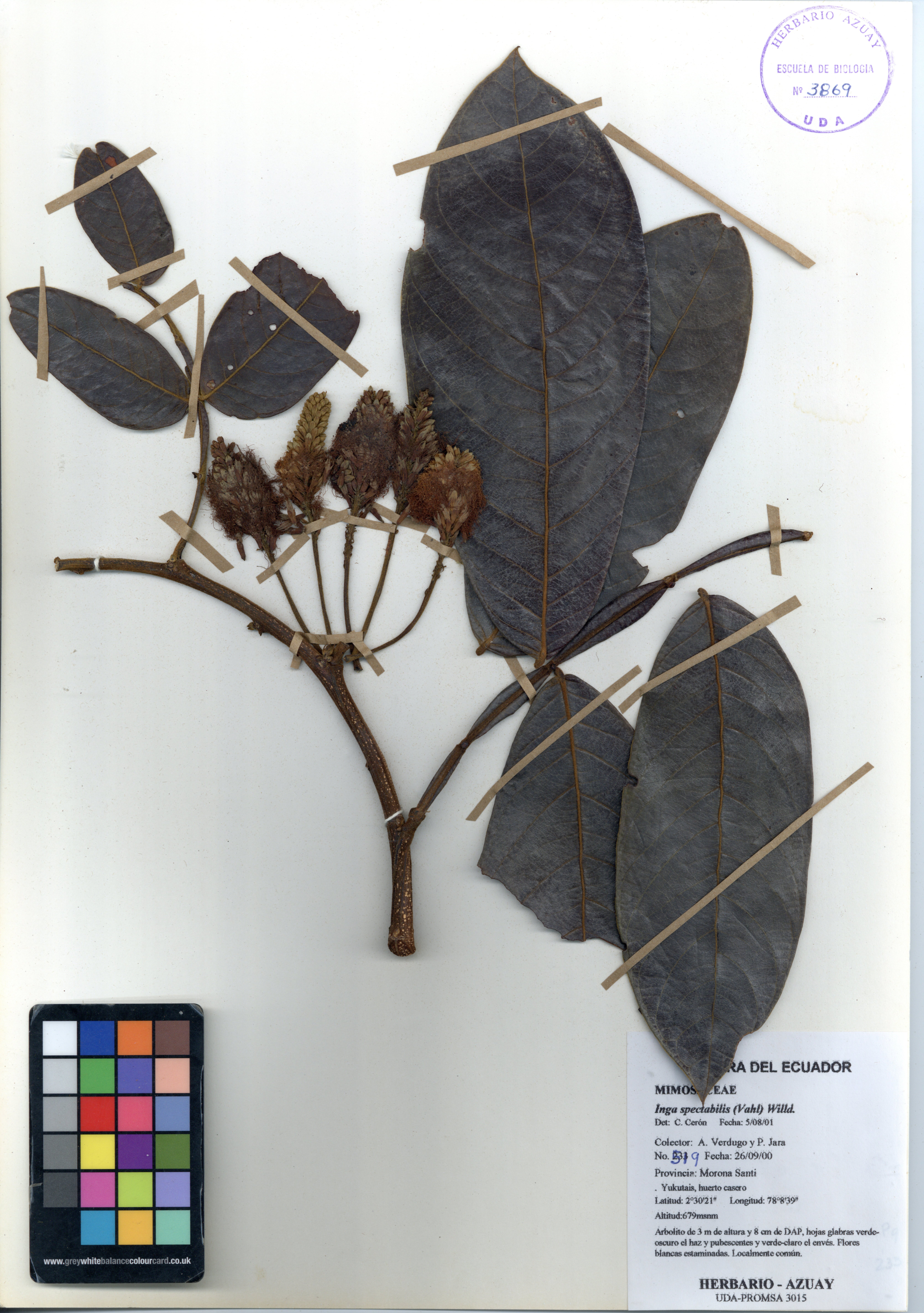 Inga spectabilis (Vahl) Willd.