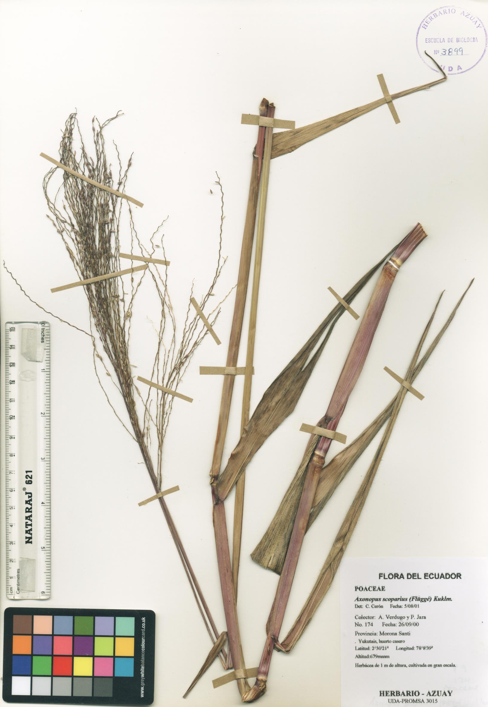 Axonopus scoparius (Flüggé) Kuklm.