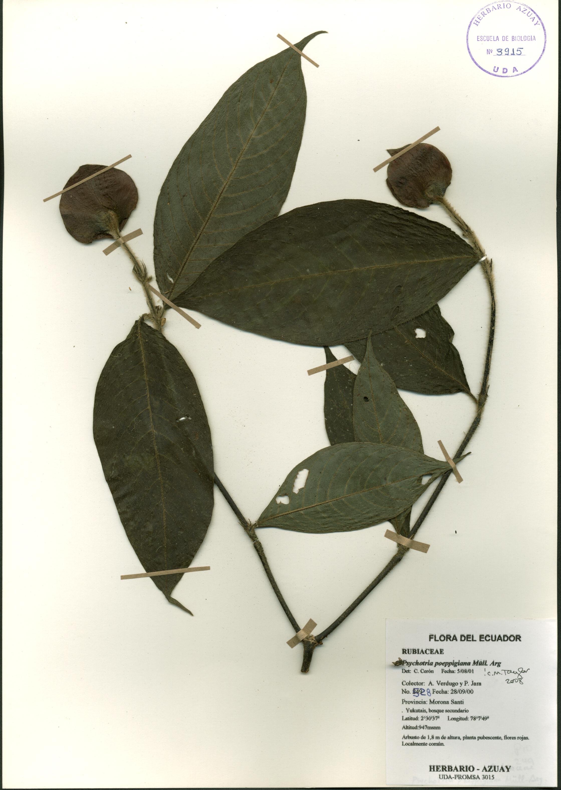 Psychotria poeppigiana Müll. Arg