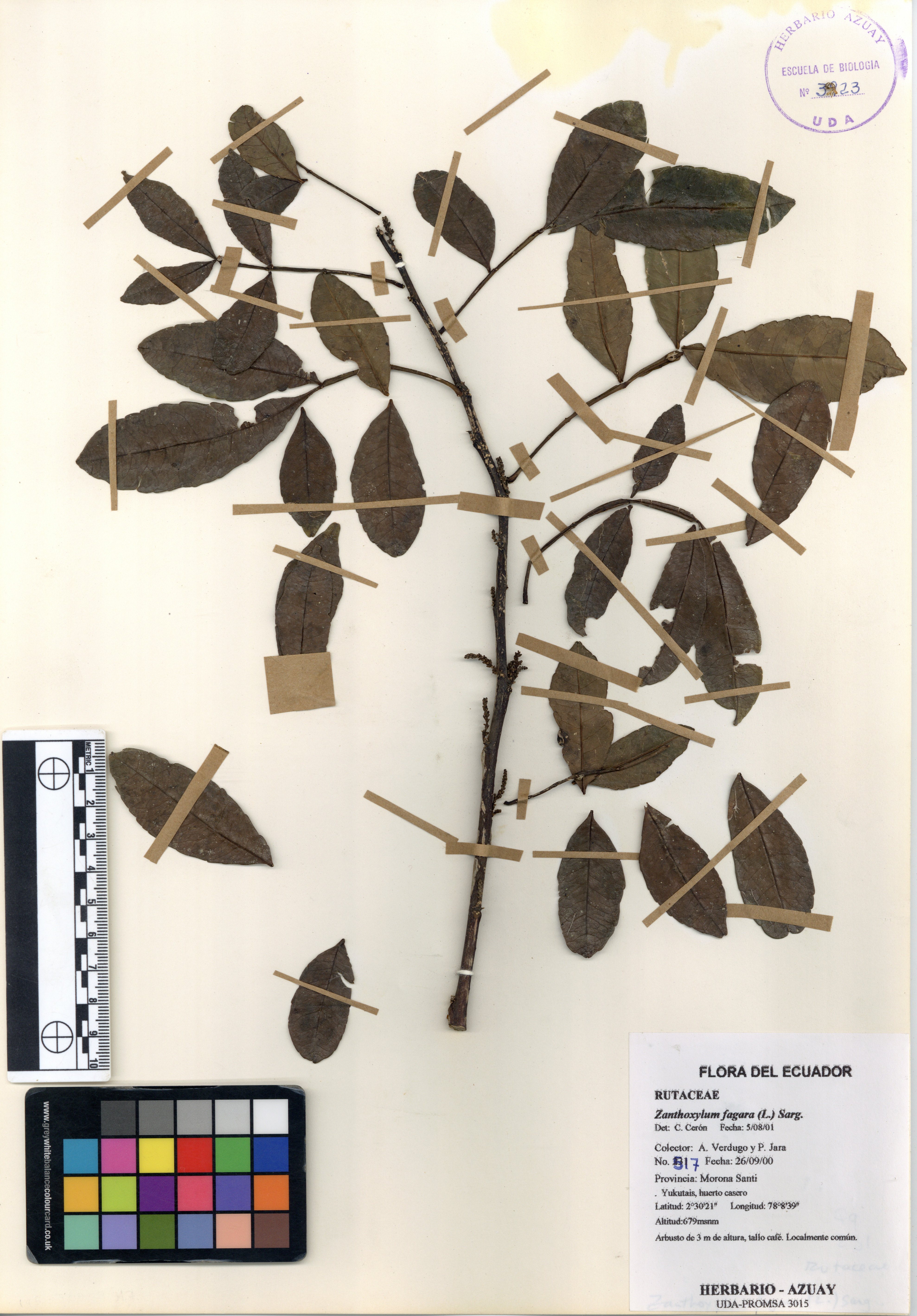 Zanthoxylum fagara (L.) Sarg.