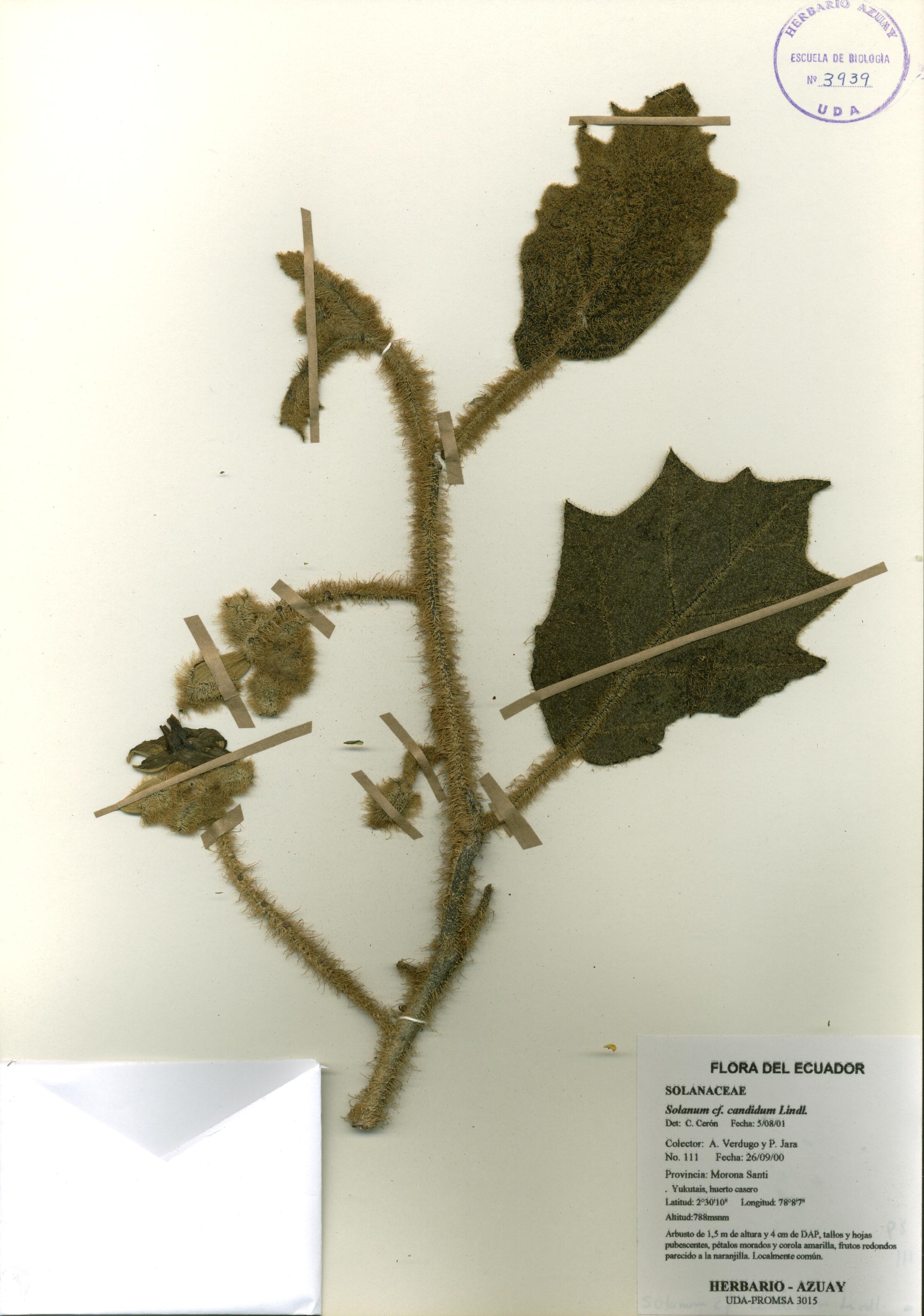 Solanum candidum Lindl.