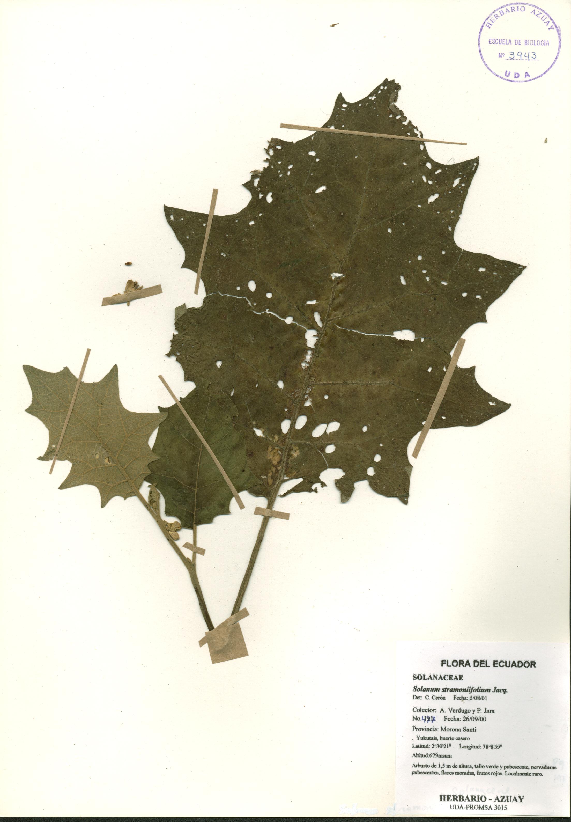 Solanum stramoniifolium Jacq.