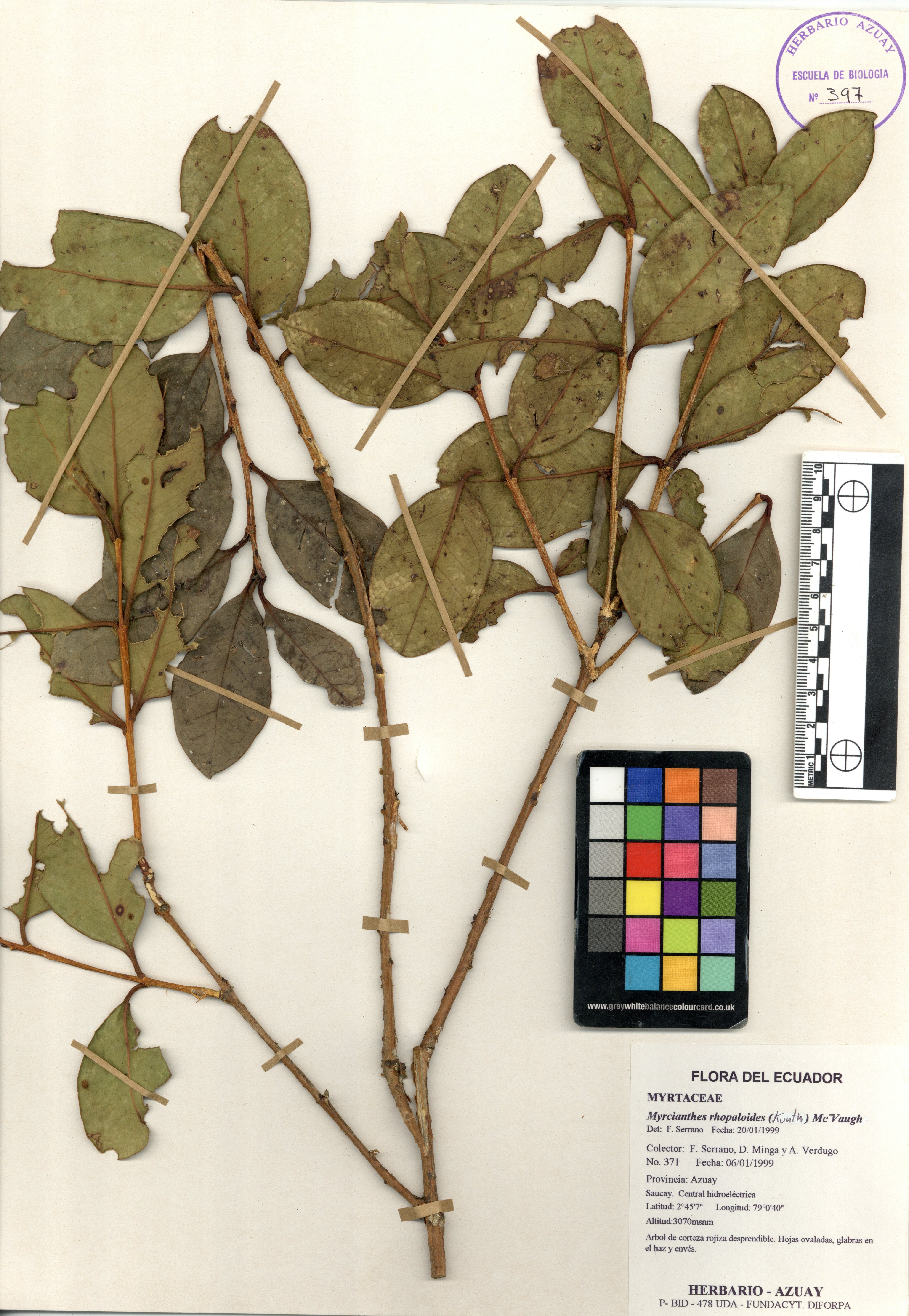 Myrcianthes rhopaloides (Kunth) McVaugh