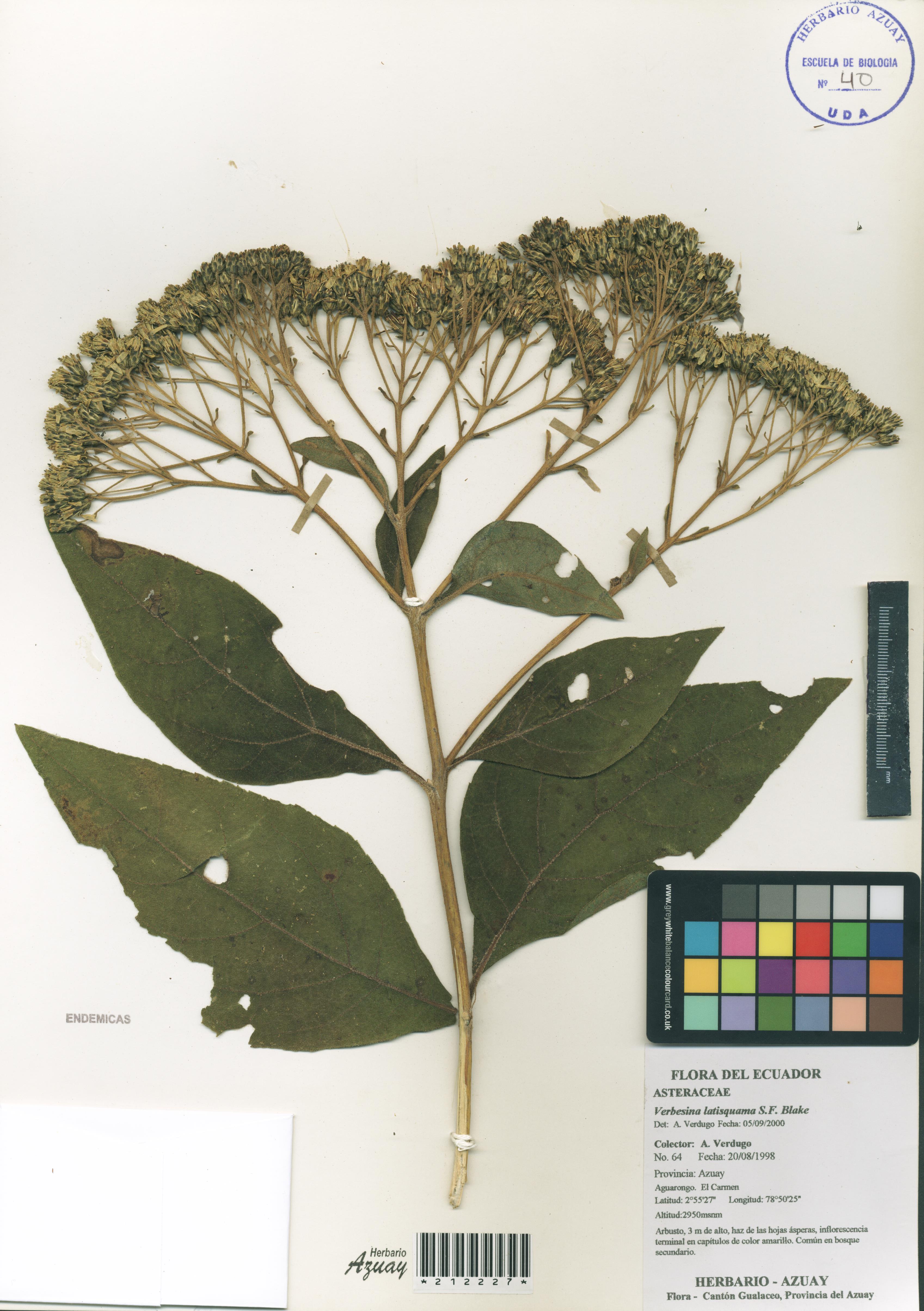 Verbesina latisquama S.F. Blake.