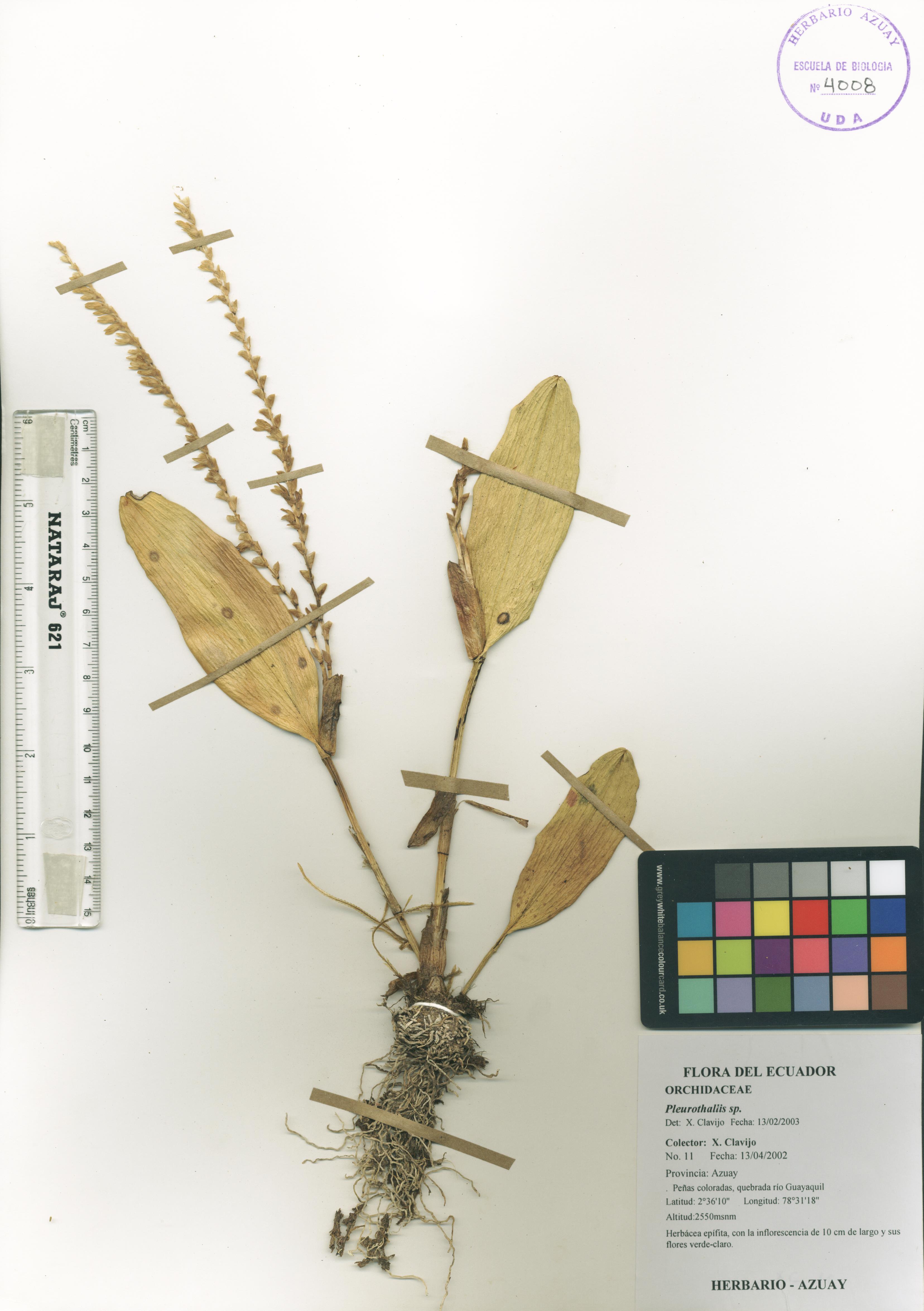 Pleurothallis sp. SIN DETERMINAR
