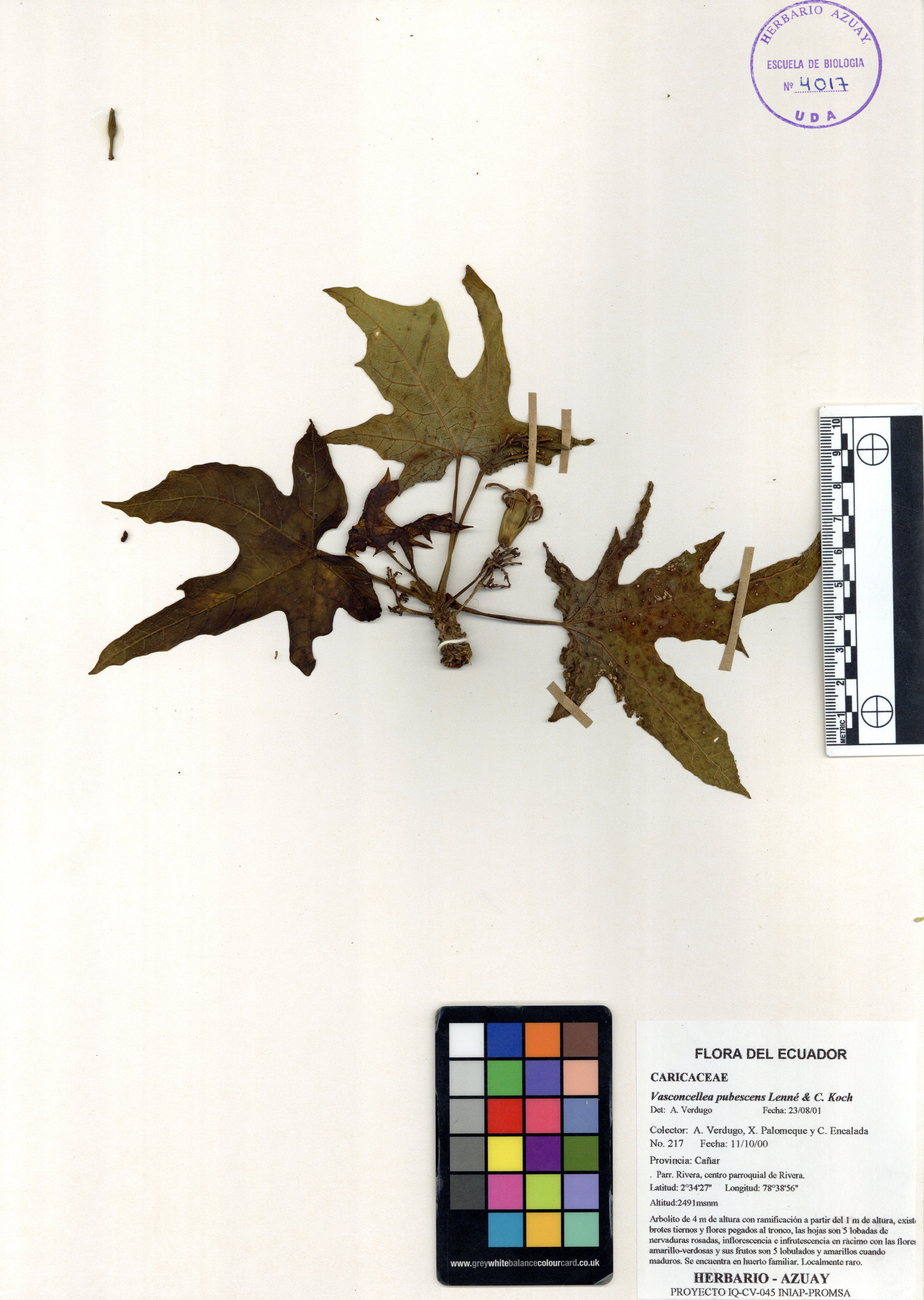 Vasconcellea pubescens A. DC.