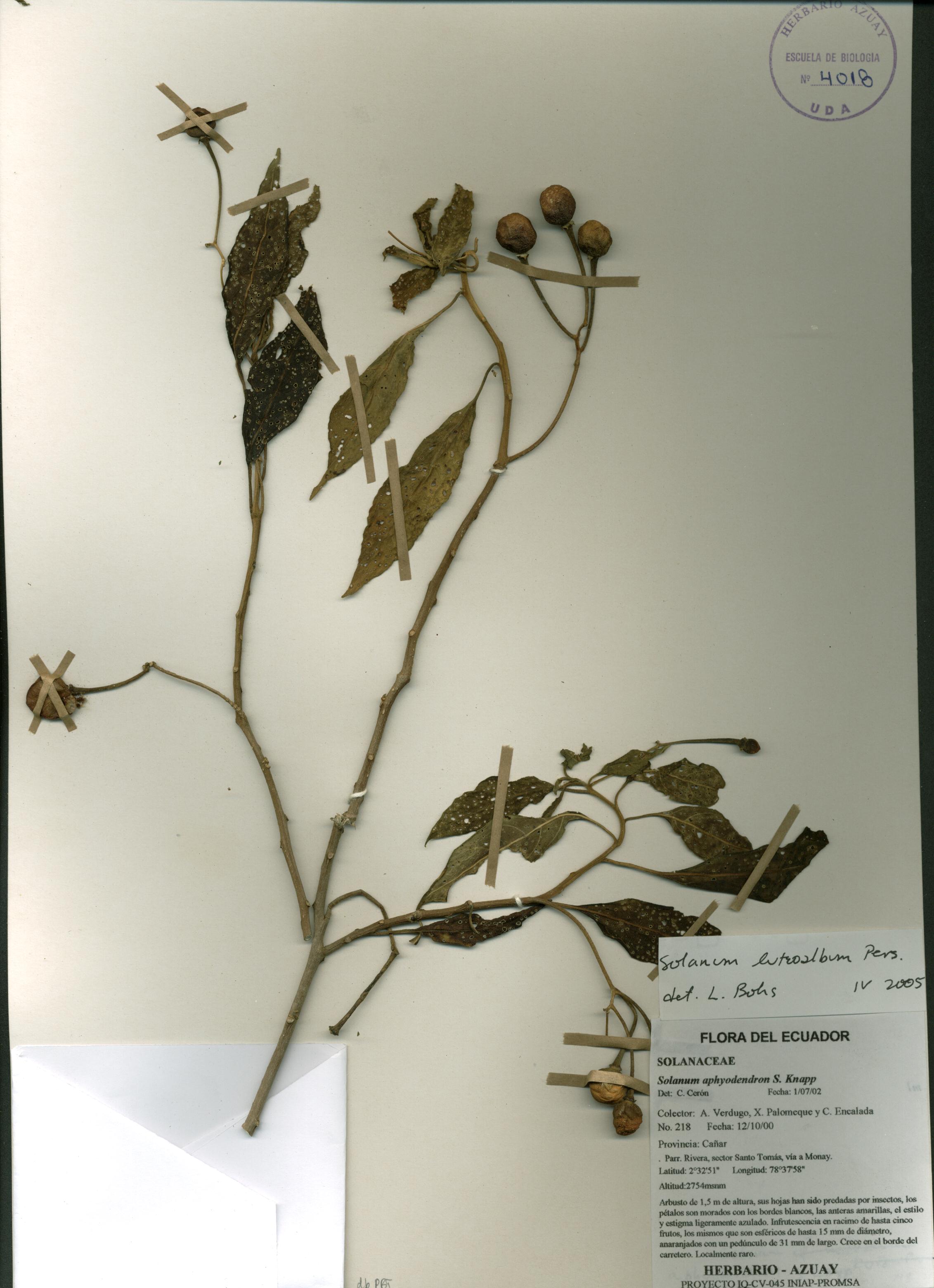 Solanum luteoalbum Pers.