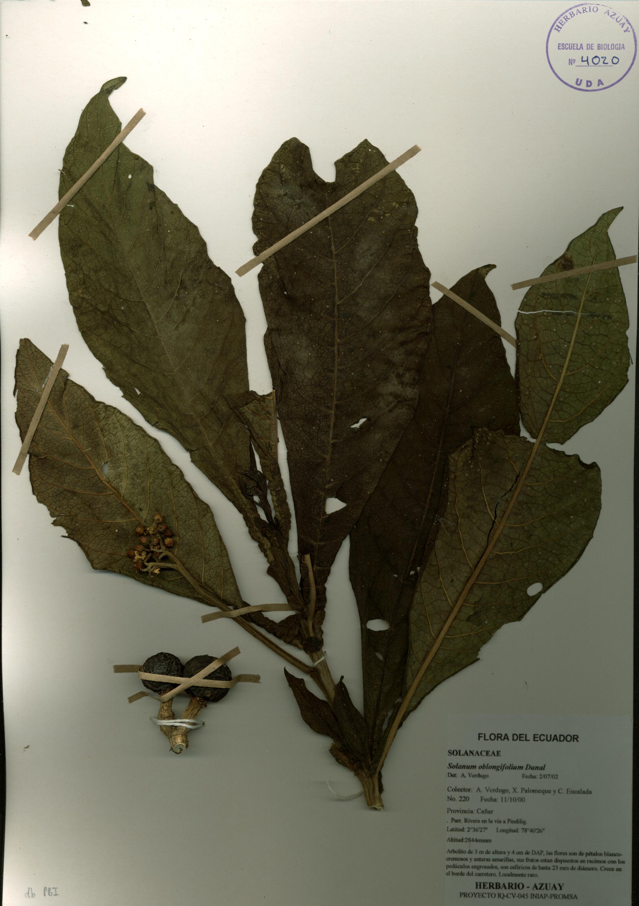 Solanum oblongifolium Dunal