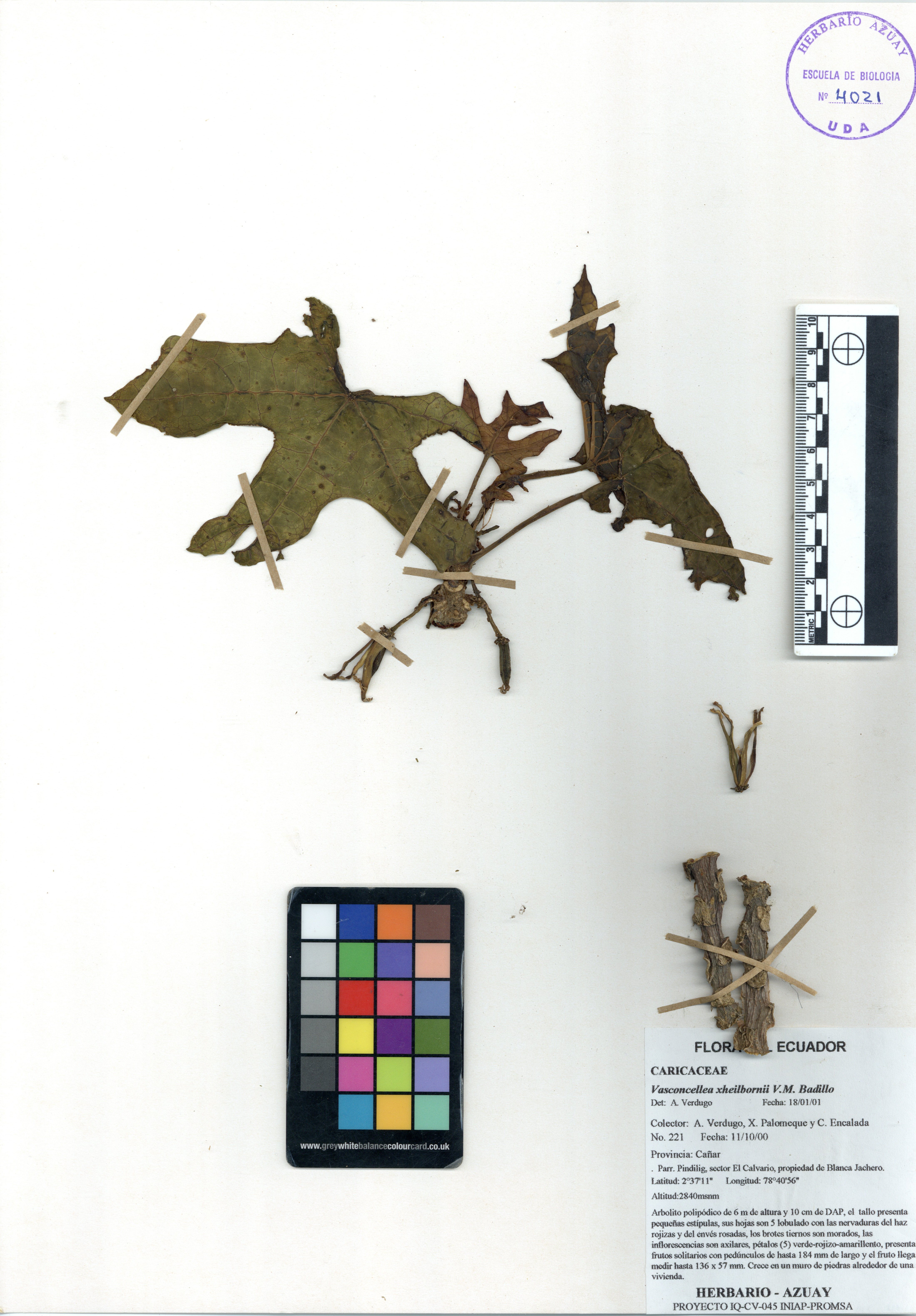 Vasconcellea xheilbornii V.M. Badillo