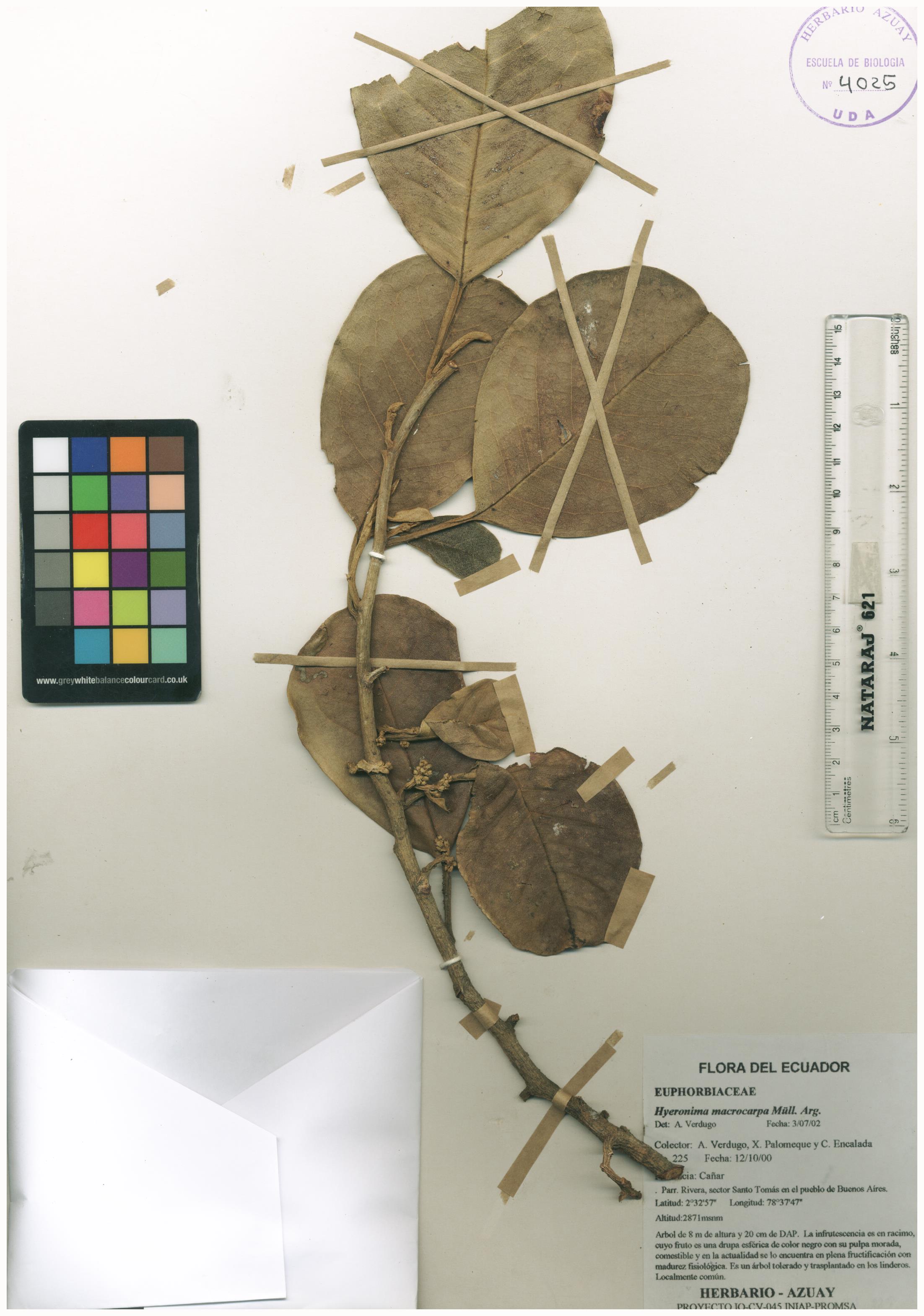 Hieronyma macrocarpa Müll. Arg.