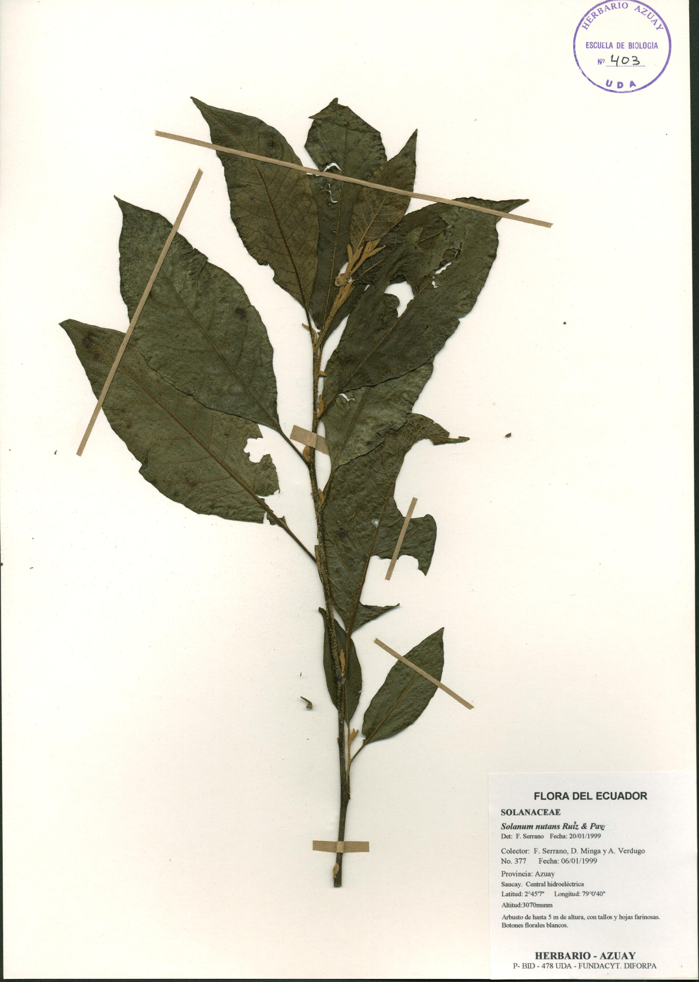 Solanum nutans Ruiz & Pav.