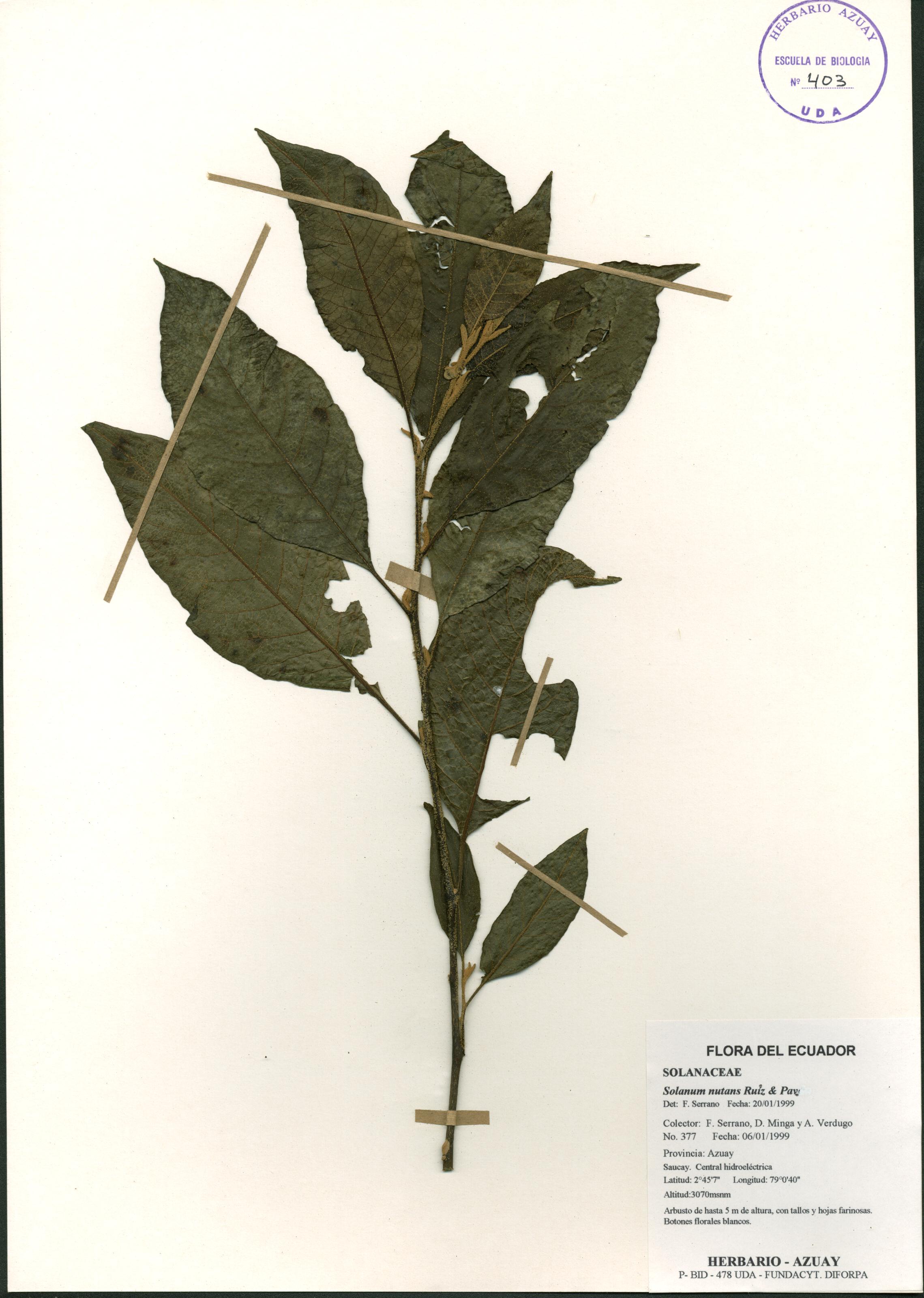 Solanum nutans Ruiz & Pav.