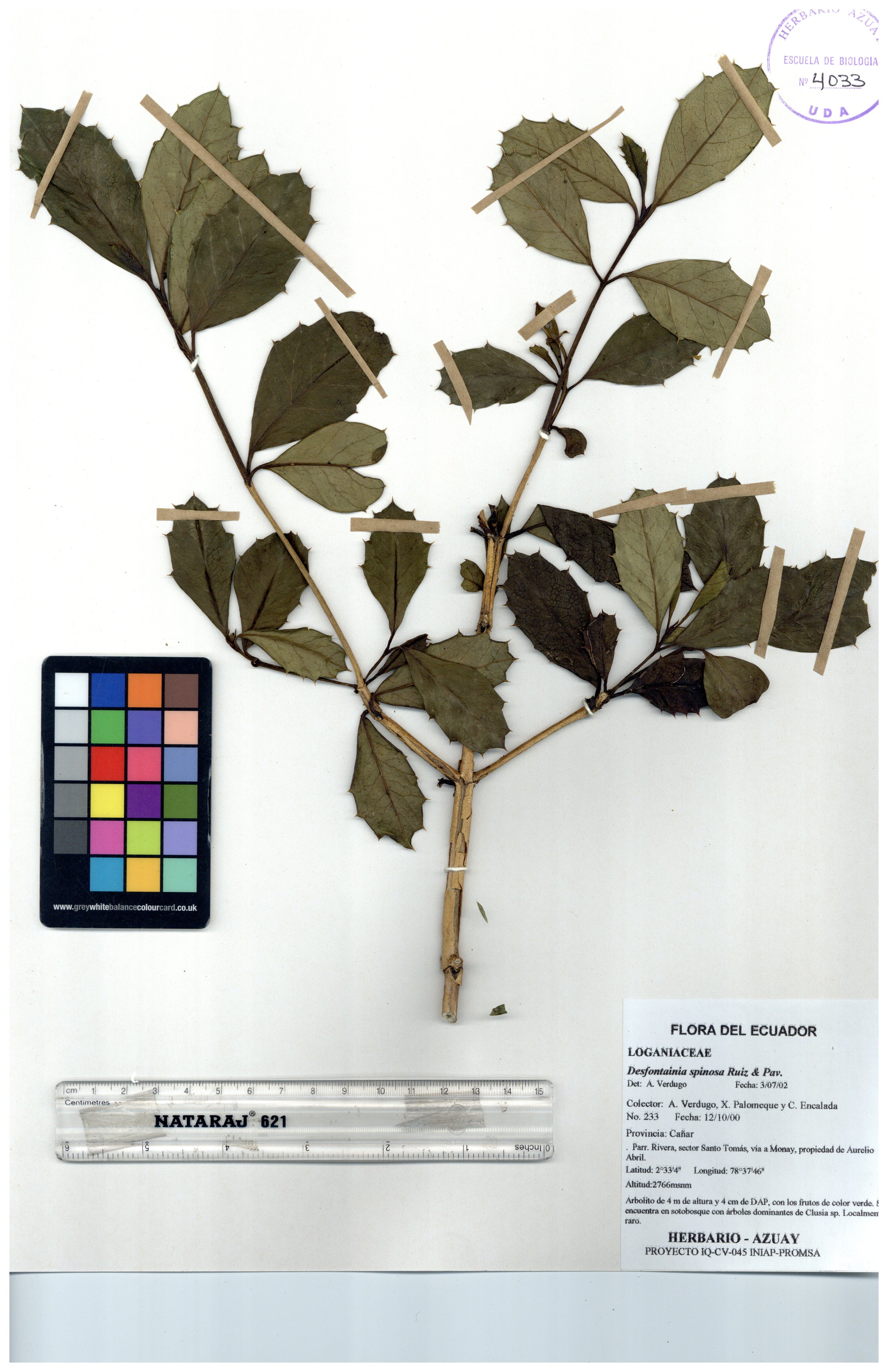 Desfontainia spinosa Ruiz & Pav.