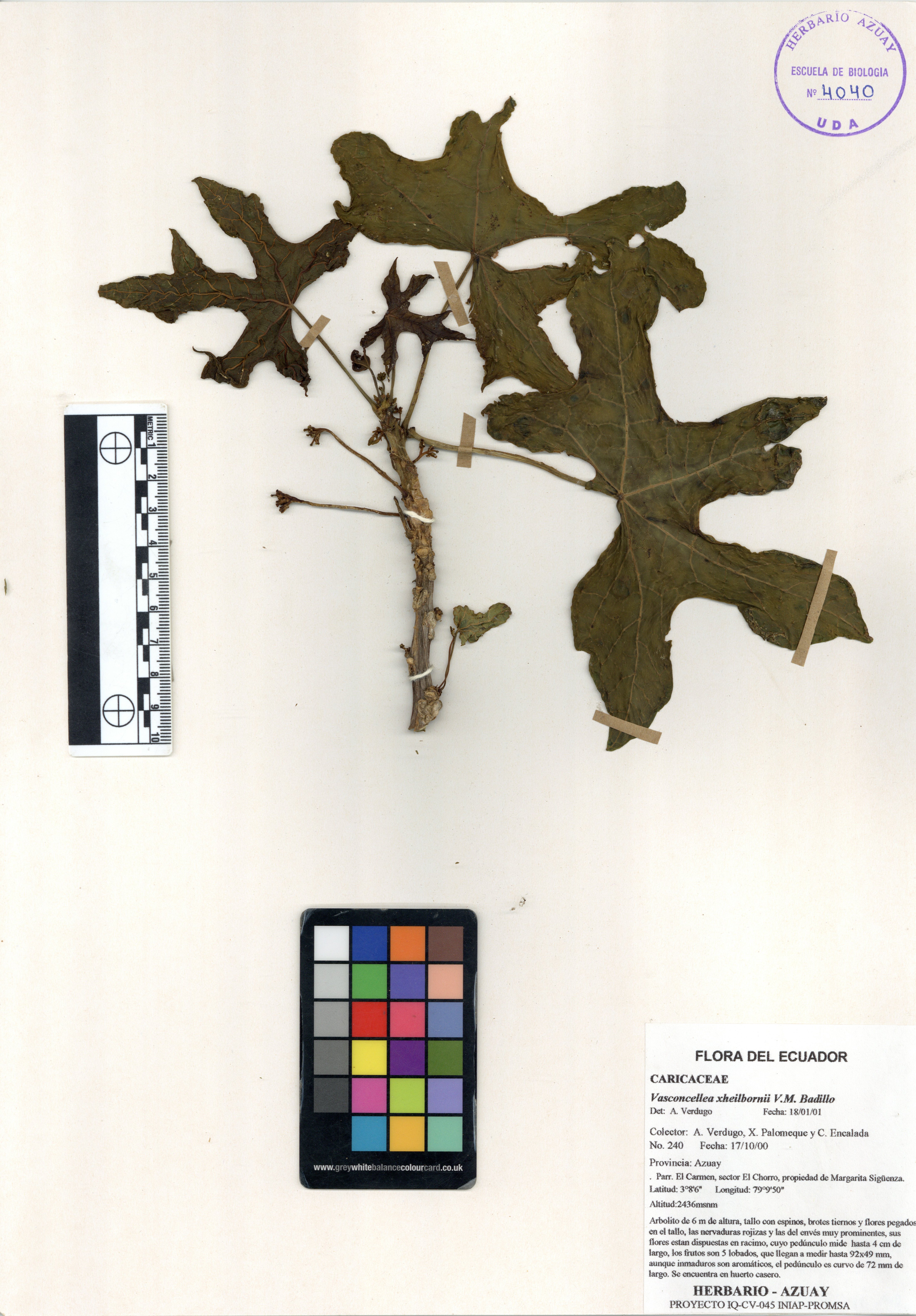Vasconcellea xheilbornii V.M. Badillo