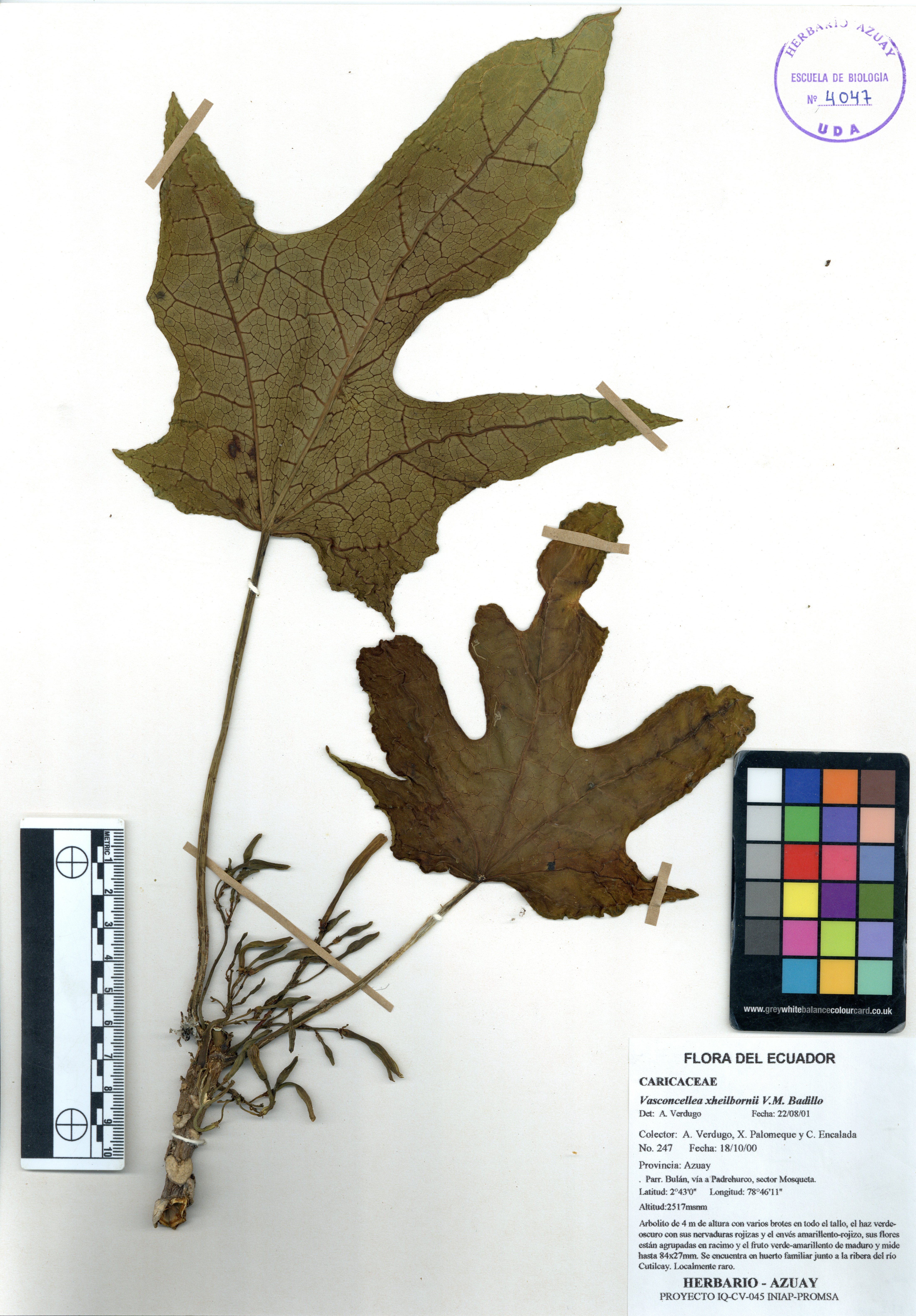 Vasconcellea xheilbornii V.M. Badillo