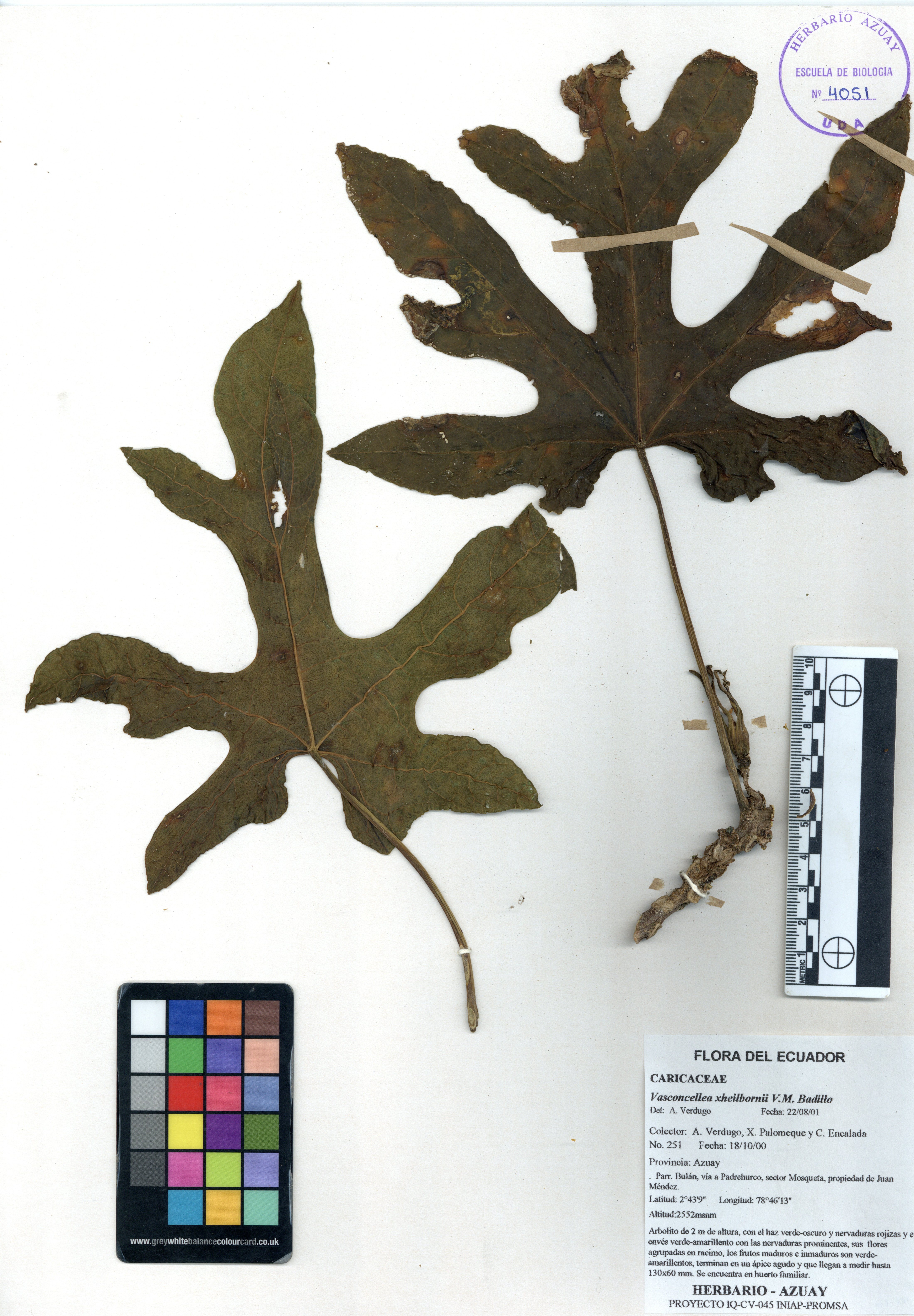 Vasconcellea xheilbornii V.M. Badillo