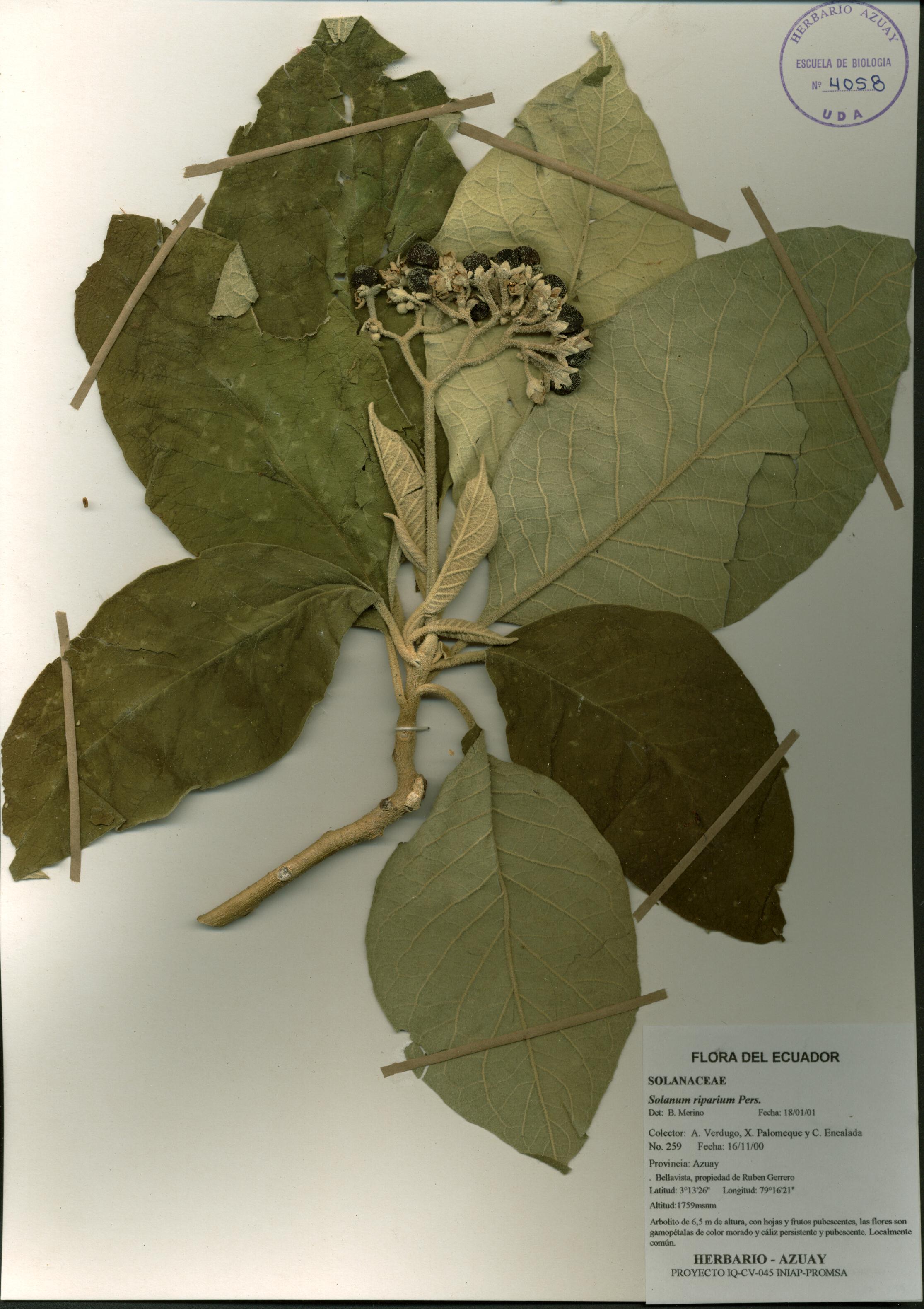 Solanum riparium Pers.