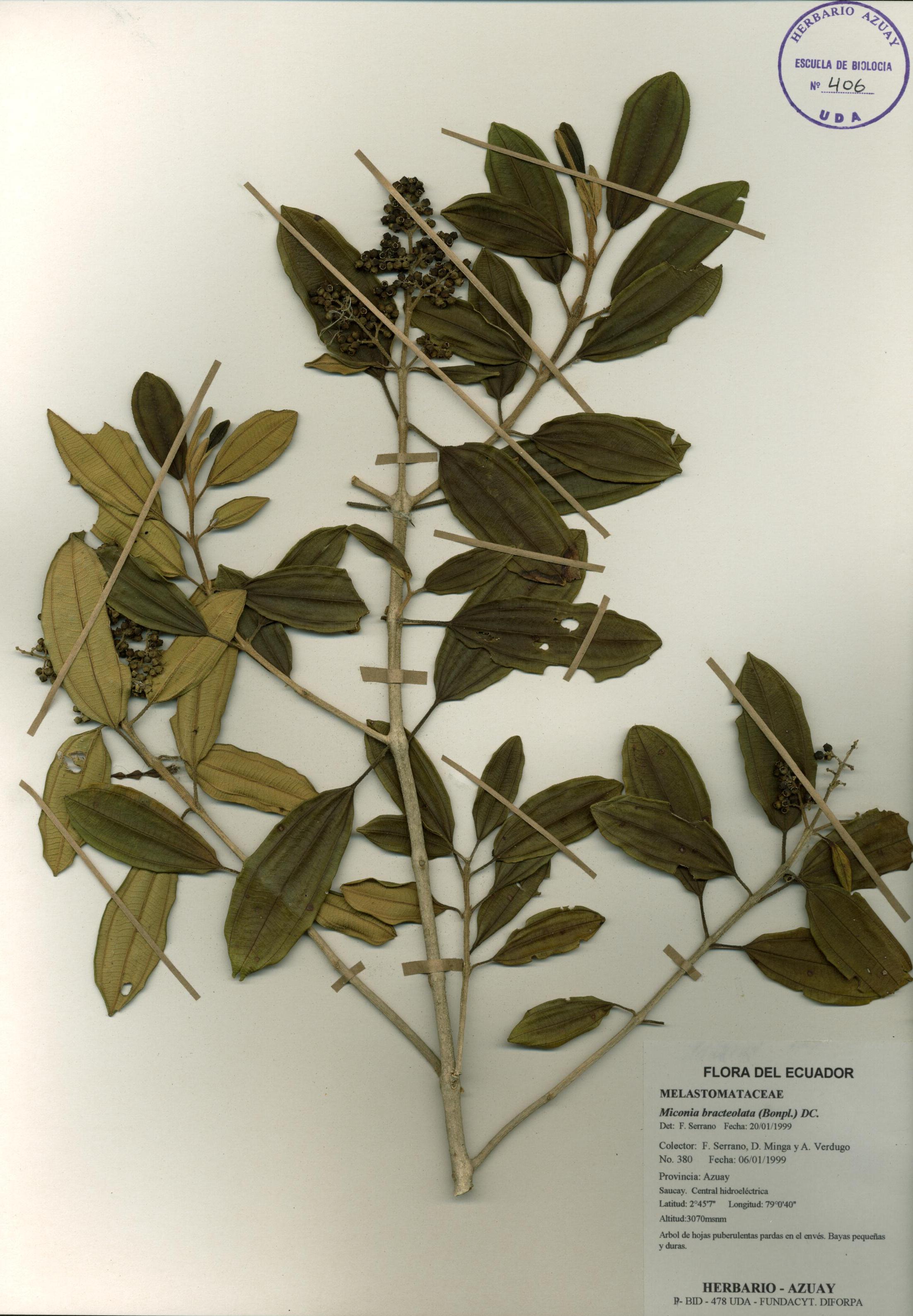 Miconia bracteolata (Bonpl.) DC.