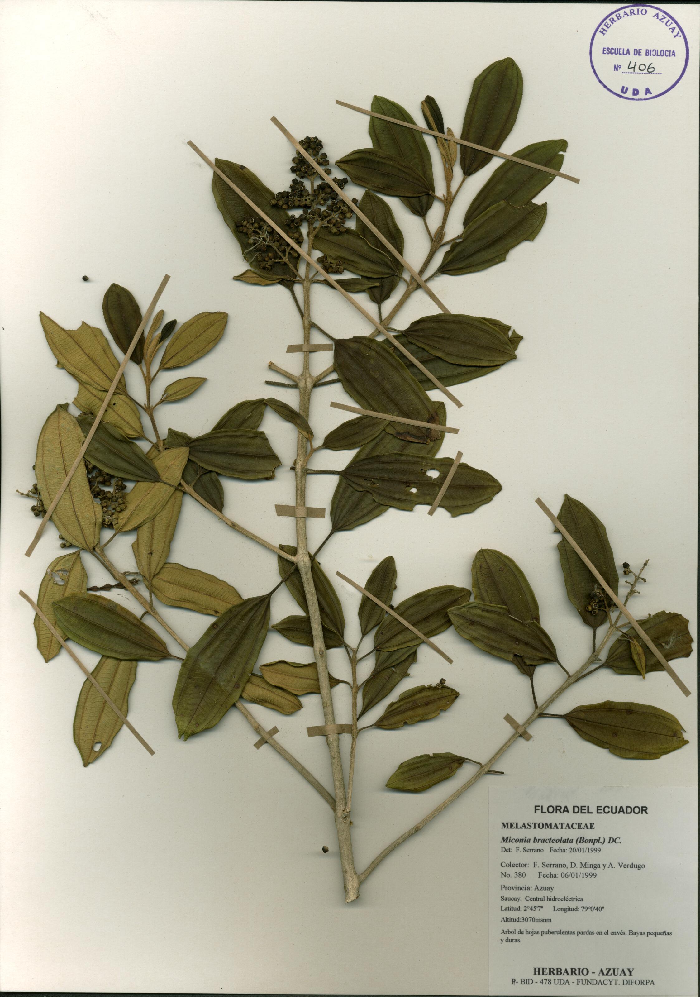 Miconia bracteolata (Bonpl.) DC.