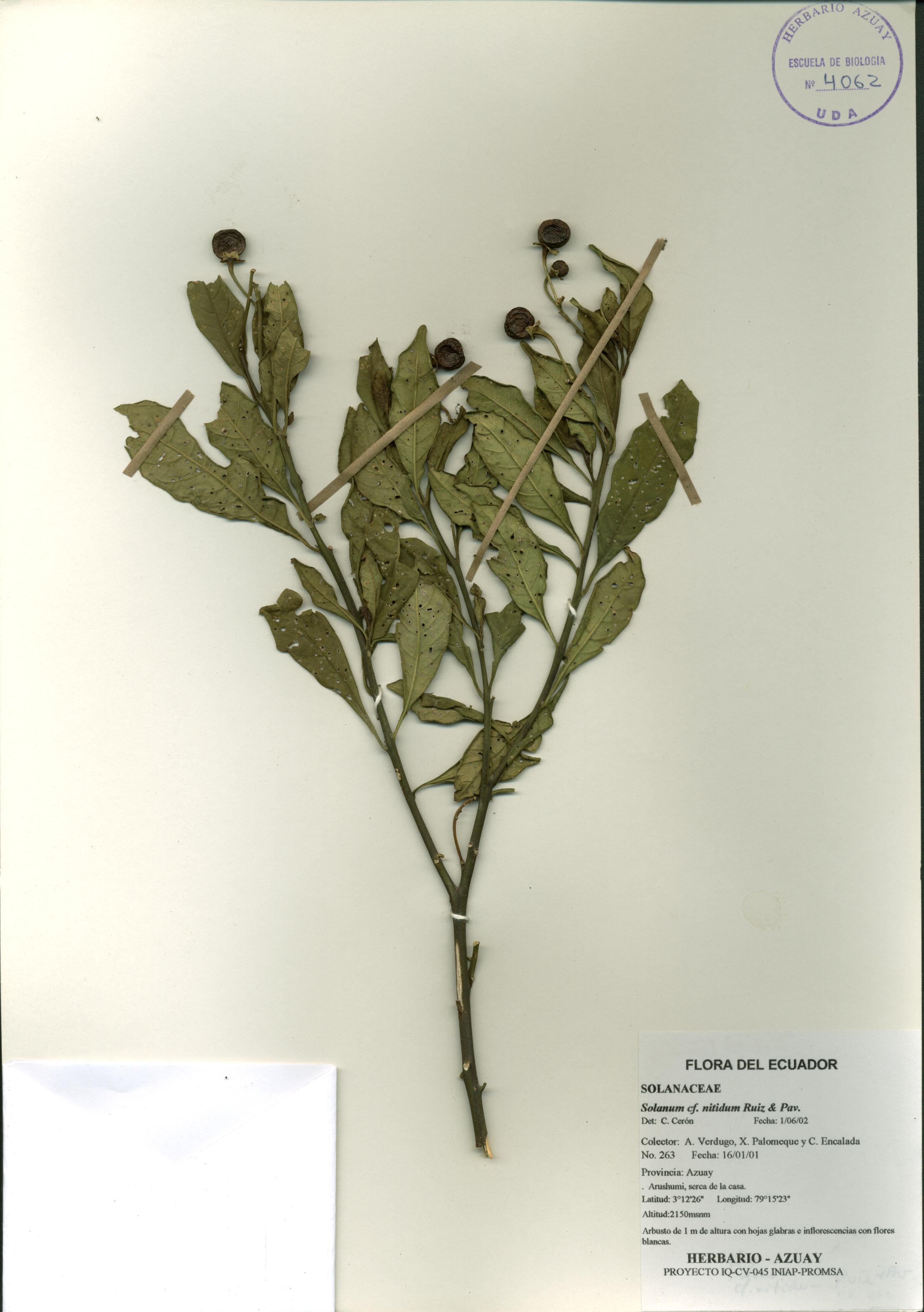 Solanum nitidum Ruiz & Pav.
