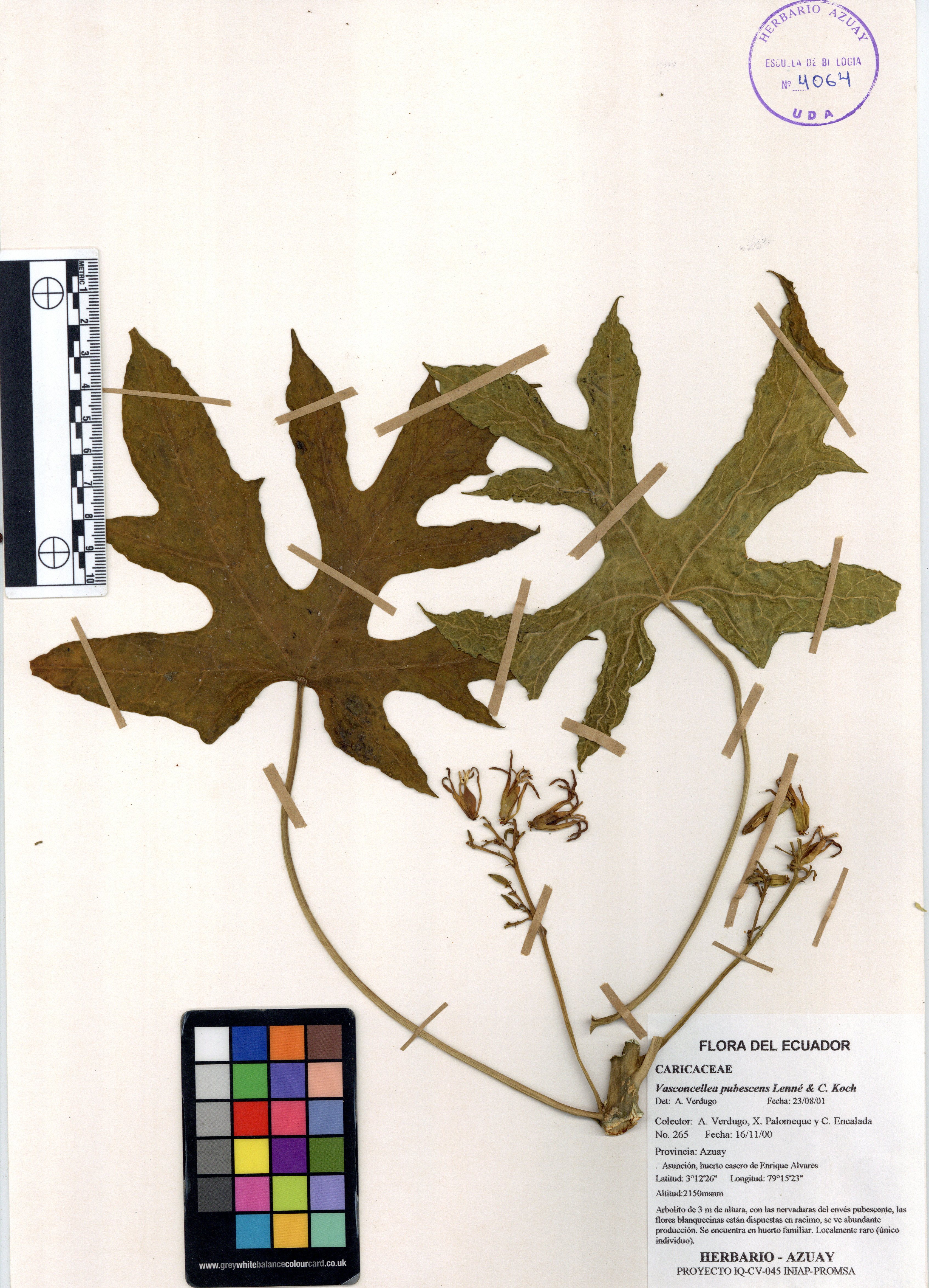 Vasconcellea pubescens A. DC.