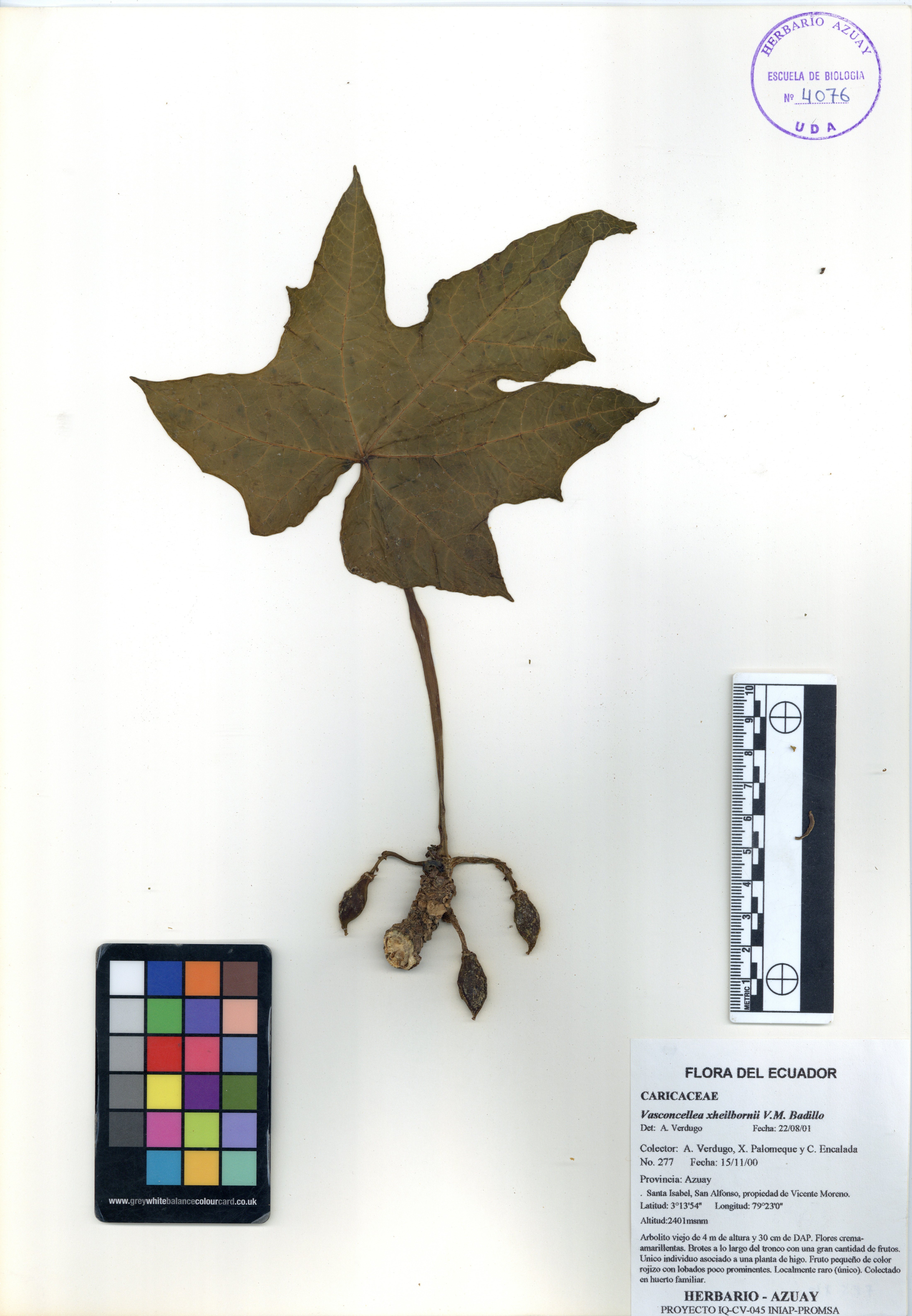 Vasconcellea xheilbornii V.M. Badillo