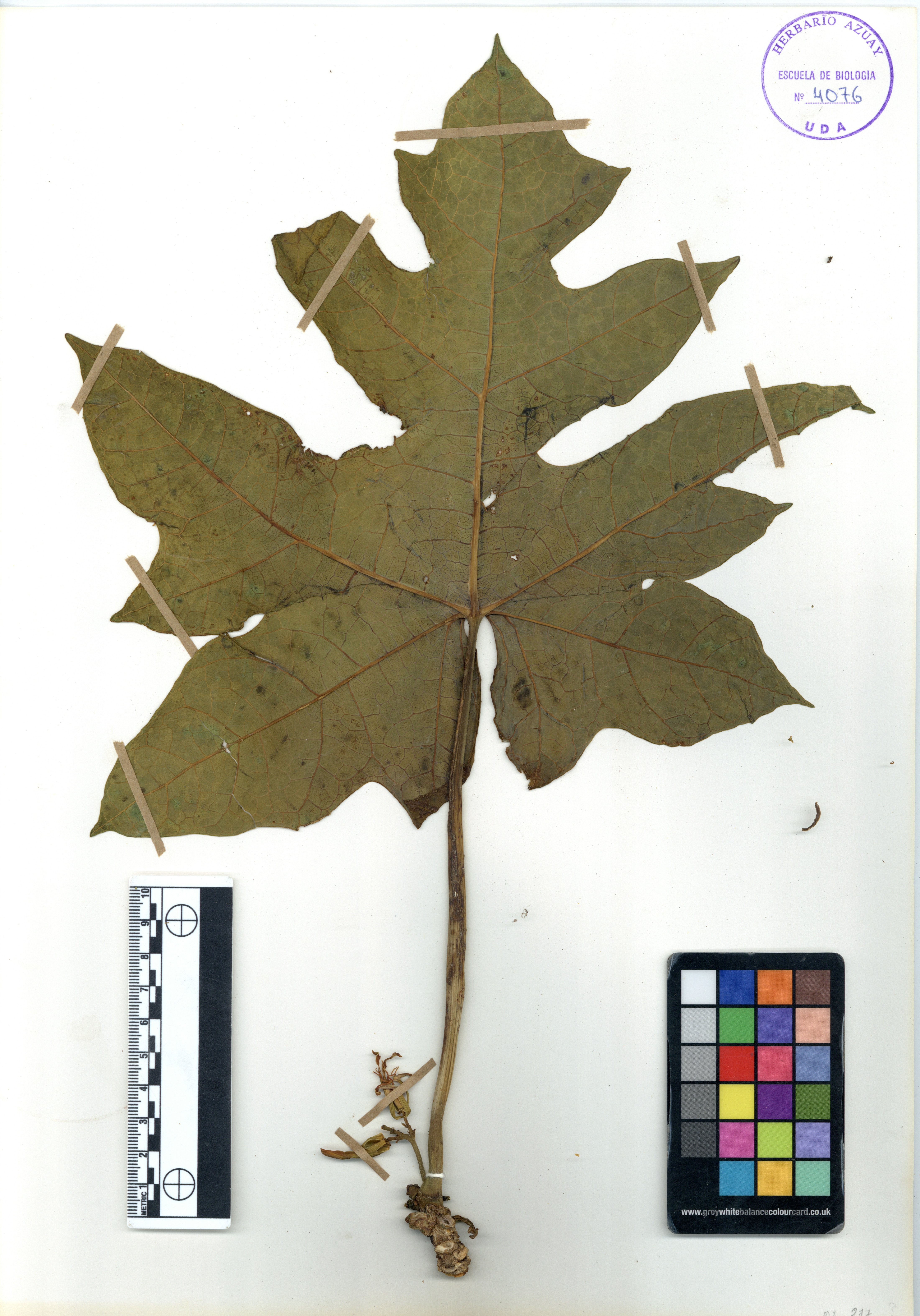 Vasconcellea xheilbornii V.M. Badillo