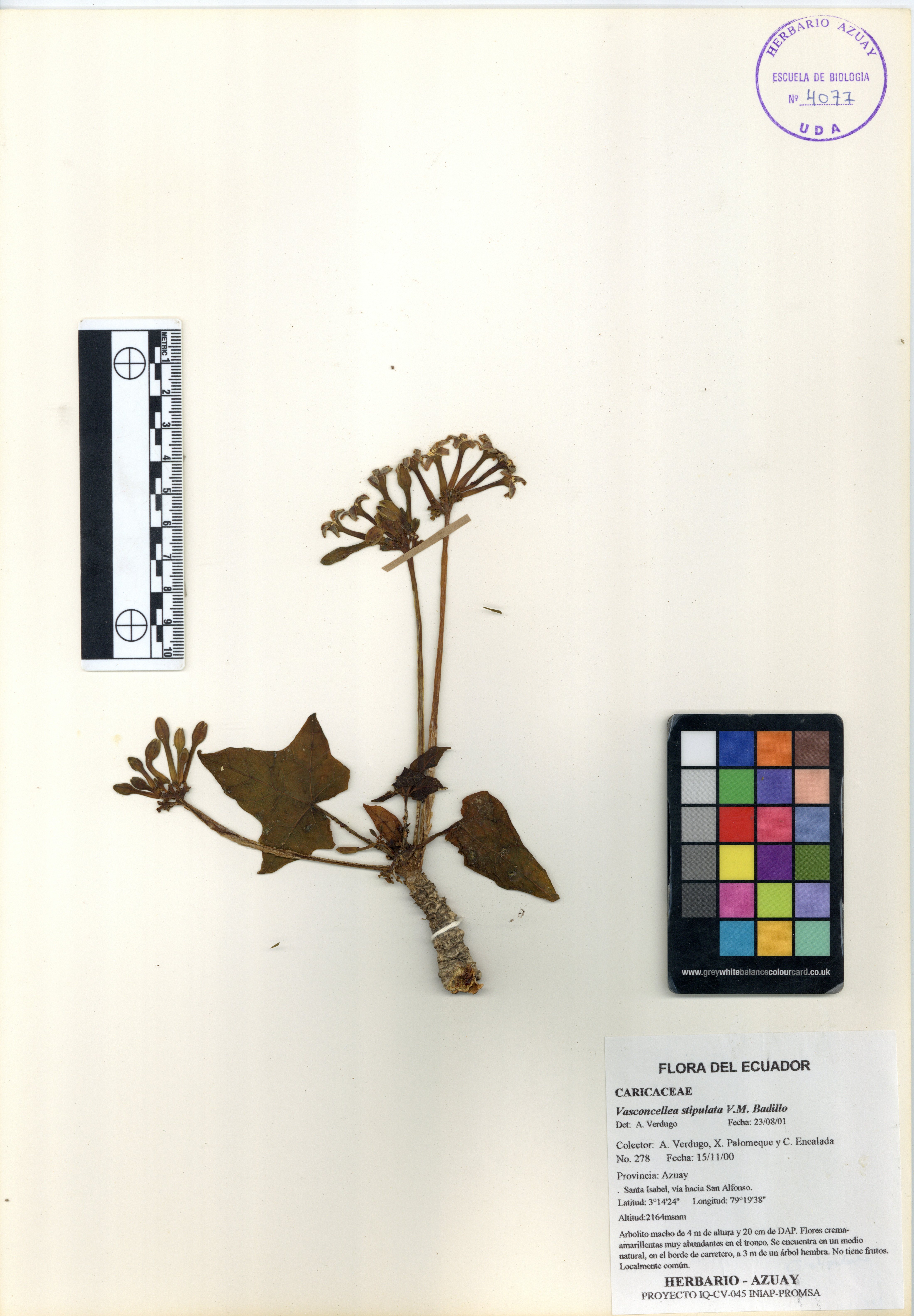 Vasconcellea stipulata V.M. Badillo